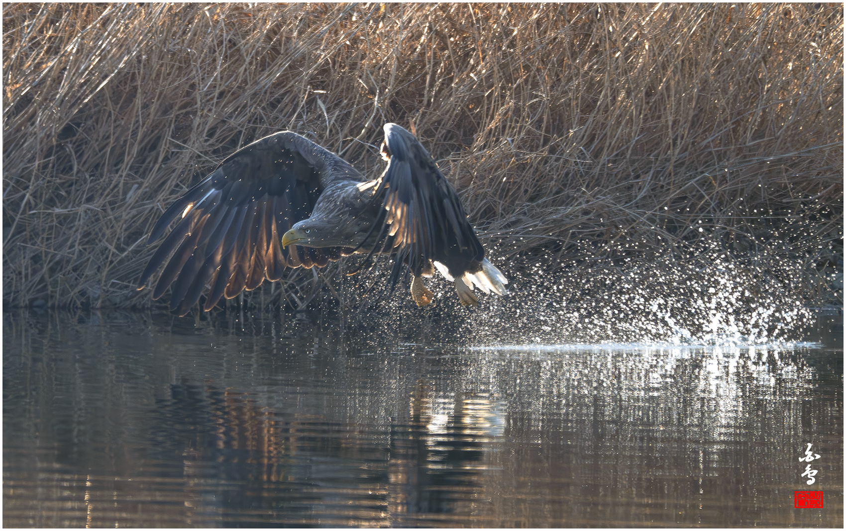 PHOTO BY  | NIKON Z 9 | 2024:01:14 10:12:54 | ISO-1000 | 1/2000 sec | f 8 | 1176 mm | EV=-0.3 | ● WIDTH:1700 pixels  HEIGHT:1068 pixels