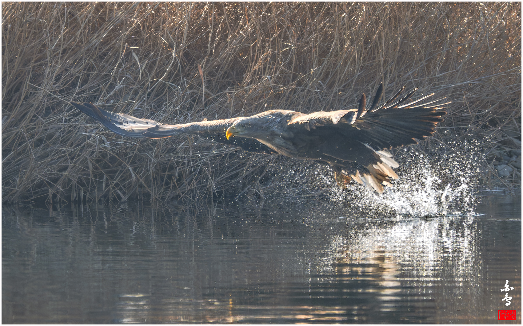 PHOTO BY  | NIKON Z 9 | 2024:01:14 10:12:54 | ISO-1000 | 1/2000 sec | f 8 | 1176 mm | EV=-0.3 | ● WIDTH:1700 pixels  HEIGHT:1062 pixels