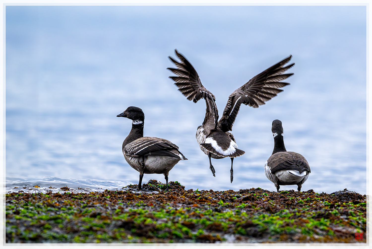 PHOTO BY  | NIKON Z 9 | 2024:01:17 14:45:06 | ISO-4000 | 1/2500 sec | f 6.3 | 600 mm | EV=1.3 | ● WIDTH:1500 pixels  HEIGHT:1003 pixels