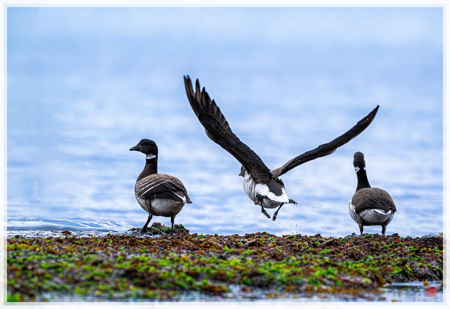 PHOTO BY  | NIKON Z 9 | 2024:01:17 14:45:07 | ISO-4000 | 1/2500 sec | f 6.3 | 600 mm | EV=1.3 | ● WIDTH:1500 pixels  HEIGHT:1032 pixels