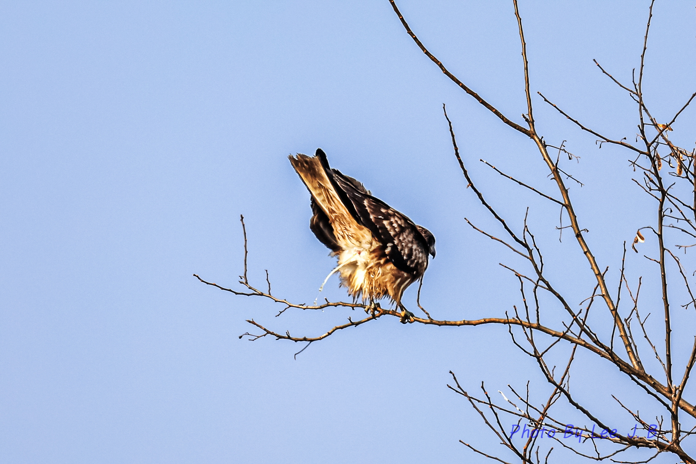 PHOTO BY  | Canon EOS R3 | 2023:12:30 13:15:31 | ISO-200 | 1/3200 sec | f 4 | 600 mm | EV=0 | ● WIDTH:2272 pixels  HEIGHT:1515 pixels