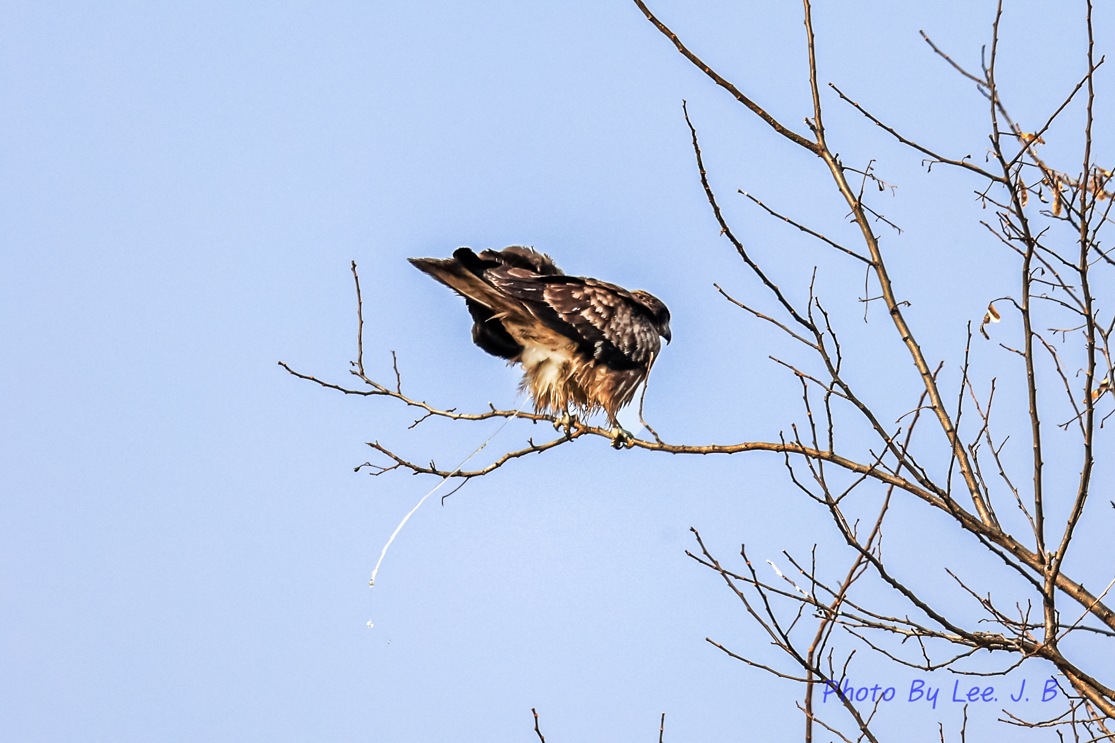 PHOTO BY  | Canon EOS R3 | 2023:12:30 13:15:31 | ISO-200 | 1/3200 sec | f 4 | 600 mm | EV=0 | ● WIDTH:2277 pixels  HEIGHT:1518 pixels