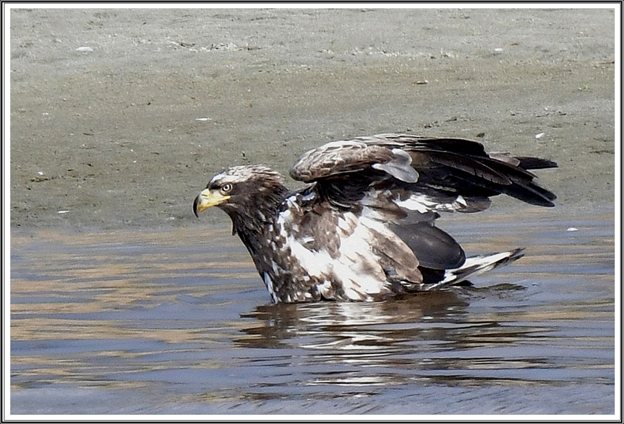 PHOTO BY  | NIKON D500 | 2024:01:11 11:30:46 | ISO-800 | 1/500 sec | f 8 | 460 mm | EV=-0.5 | ● WIDTH:5568 pixels  HEIGHT:3712 pixels