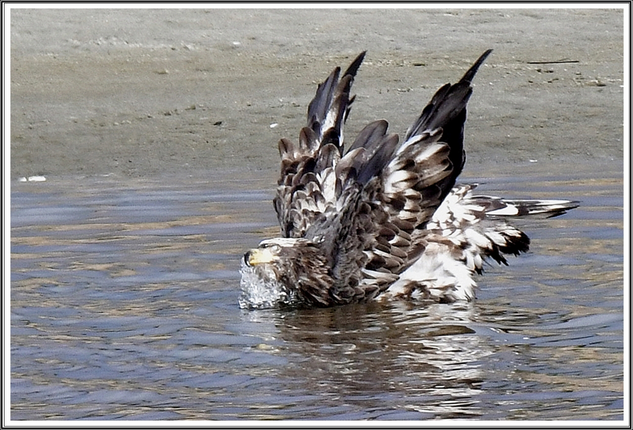 PHOTO BY  | NIKON D500 | 2024:01:11 11:32:40 | ISO-800 | 1/500 sec | f 8 | 460 mm | EV=-0.5 | ● WIDTH:5568 pixels  HEIGHT:3712 pixels