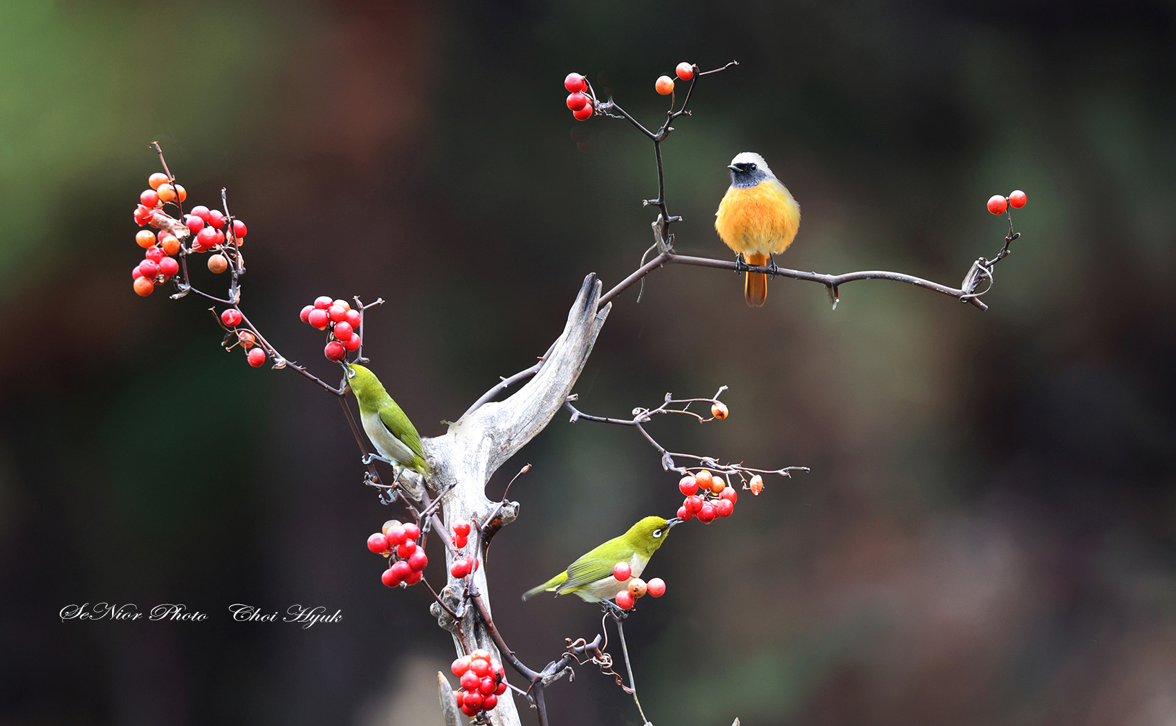 PHOTO BY  | Canon EOS R6 | 2024:01:21 12:55:04 | ISO-4000 | 1/320 sec | f 6.3 | 600 mm | EV=0 | ● WIDTH:1700 pixels  HEIGHT:1050 pixels