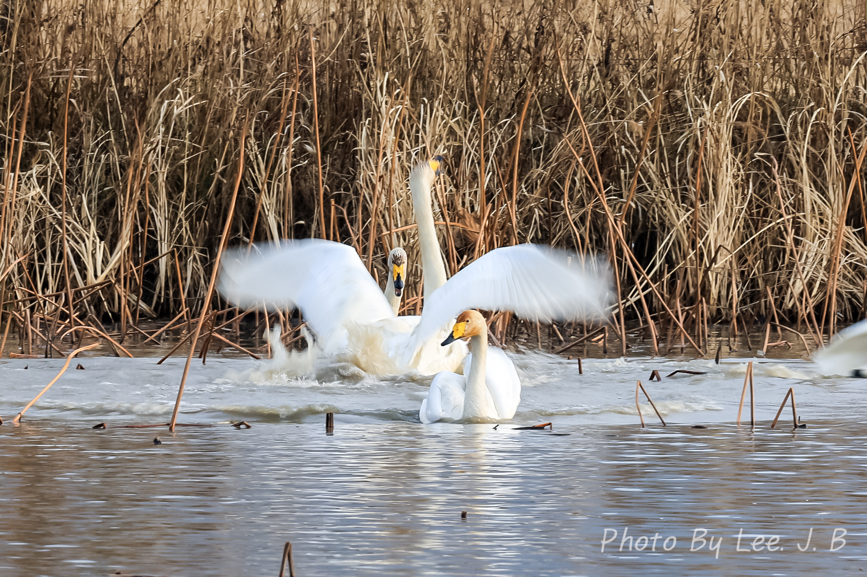 PHOTO BY  | Canon EOS R3 | 2023:12:30 15:26:11 | ISO-100 | 1/30 sec | f 20 | 600 mm | EV=0 | ● WIDTH:1691 pixels  HEIGHT:1125 pixels