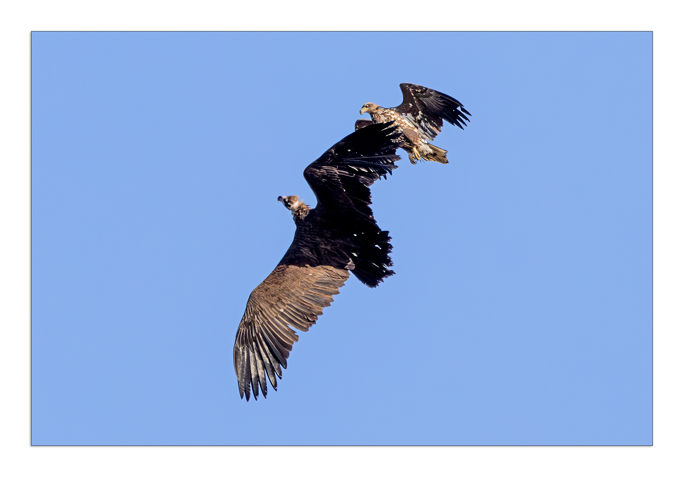 PHOTO BY  | Canon EOS R5 | 2024:01:22 11:25:29 | ISO-640 | 1/3200 sec | f 8 | 500 mm | EV=-0.3 | ● WIDTH:2200 pixels  HEIGHT:1533 pixels