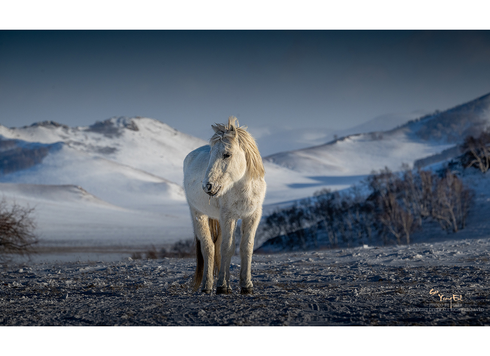 PHOTO BY  | NIKON Z 9 | 2024:01:06 16:07:28 | ISO-400 | 1/2000 sec | f 11 | 260 mm | EV=0 | ● WIDTH:1600 pixels  HEIGHT:1163 pixels