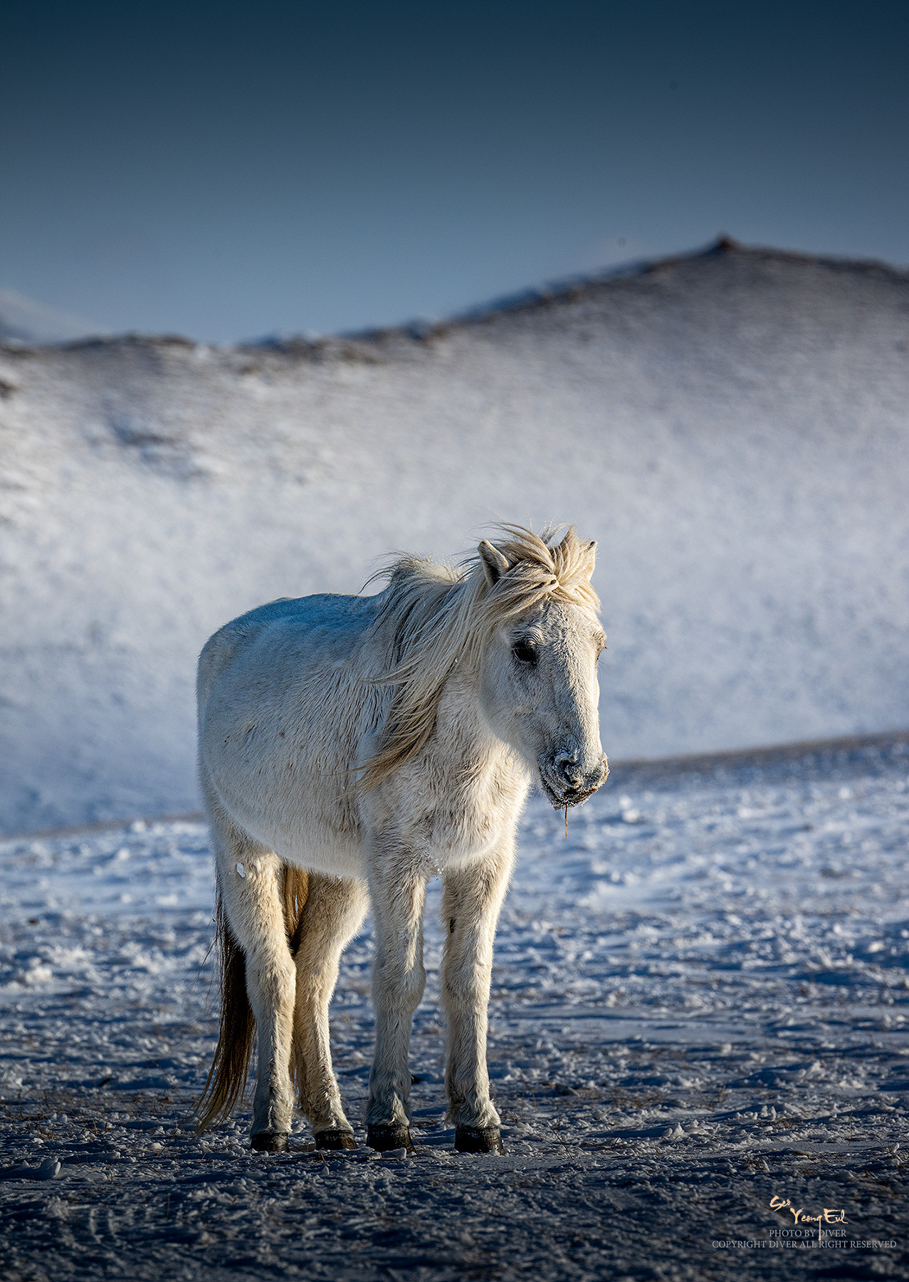 PHOTO BY  | NIKON Z 9 | 2024:01:06 16:07:48 | ISO-400 | 1/2000 sec | f 11 | 350 mm | EV=0 | ● WIDTH:1277 pixels  HEIGHT:1800 pixels