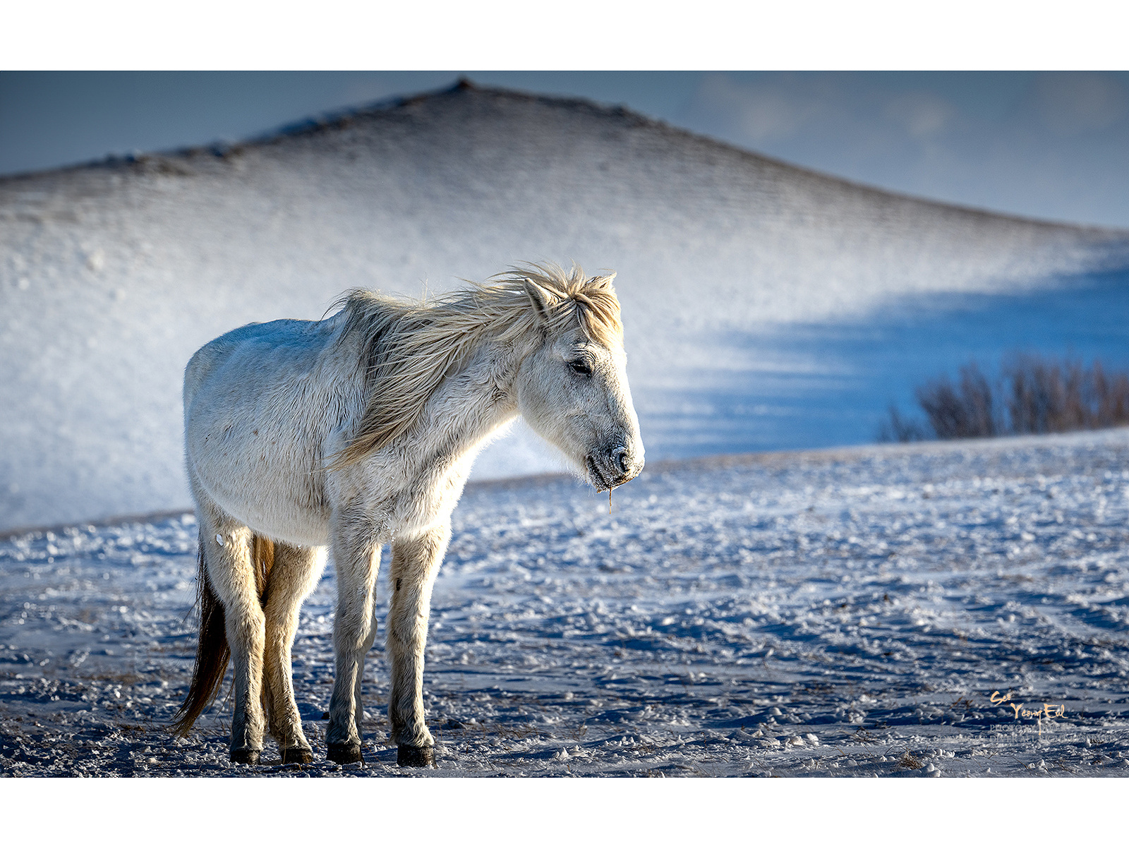 PHOTO BY  | NIKON Z 9 | 2024:01:06 16:08:17 | ISO-400 | 1/1250 sec | f 11 | 340 mm | EV=0 | ● WIDTH:1600 pixels  HEIGHT:1203 pixels