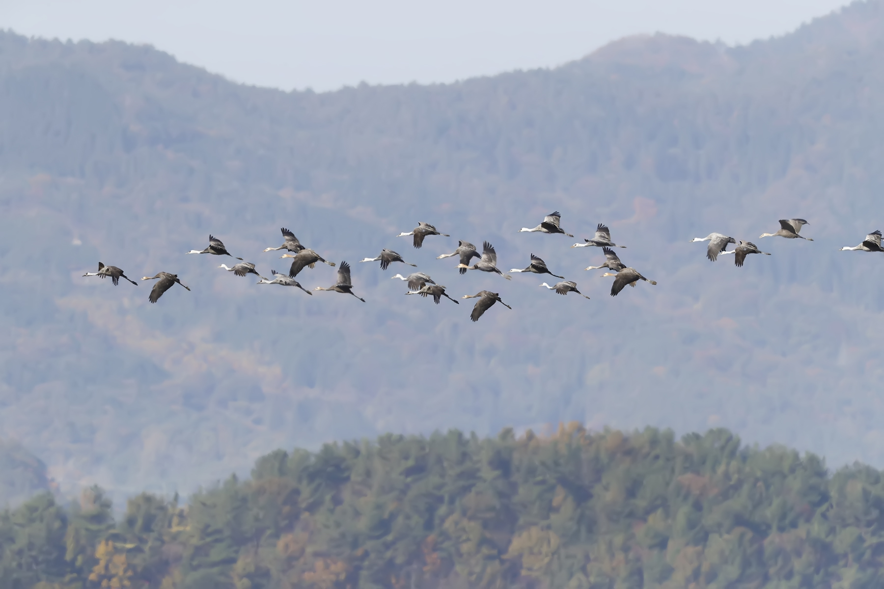 PHOTO BY WO2YA LAB | Canon EOS-1D X Mark II | 2024:01:15 15:59:14 | ISO-3200 | 1/2000 sec | f 8 | 340 mm | EV=0 | ● WIDTH:1800 pixels  HEIGHT:1200 pixels