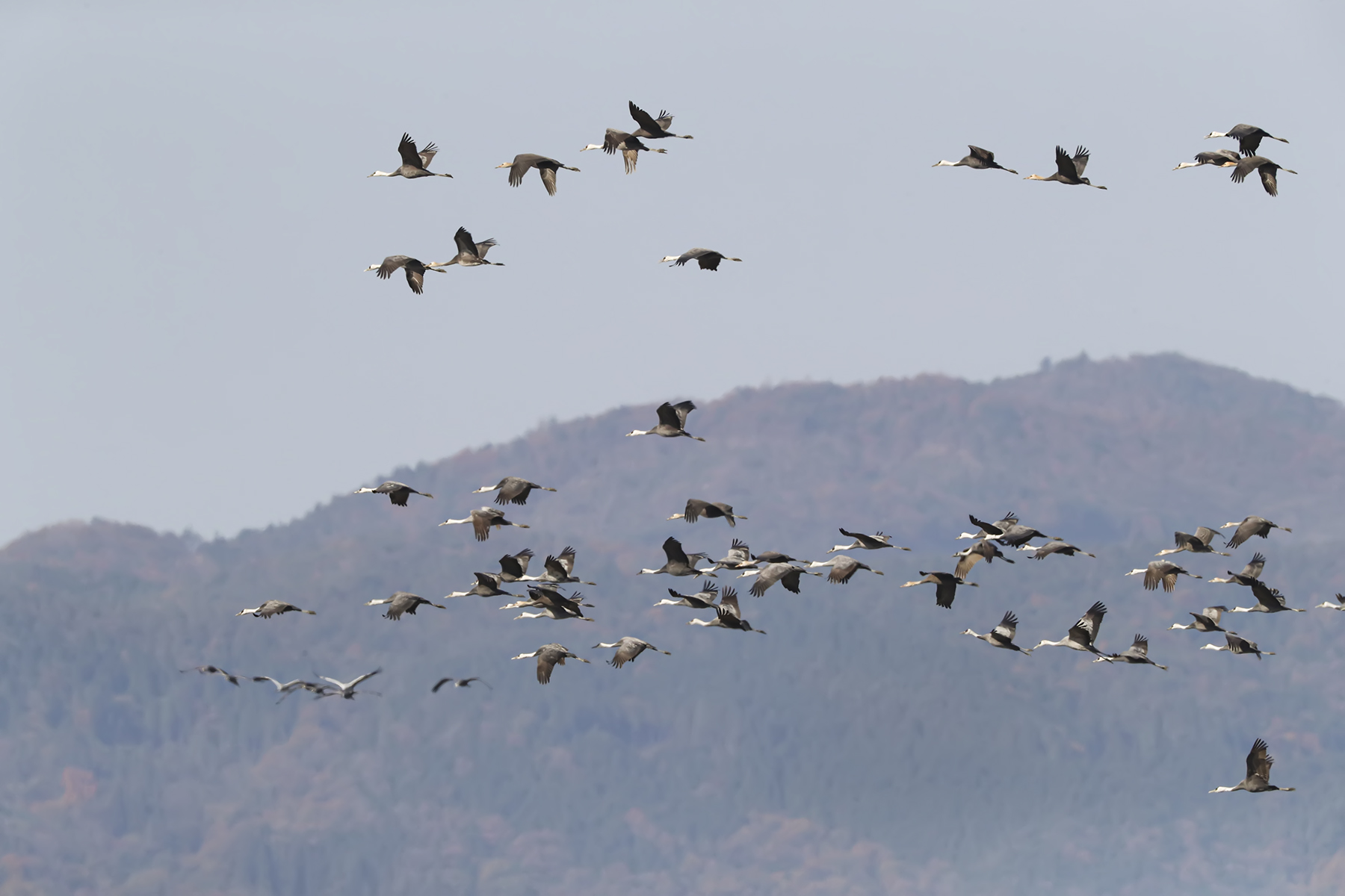 PHOTO BY WO2YA LAB | Canon EOS-1D X Mark II | 2024:01:15 15:59:14 | ISO-3200 | 1/2000 sec | f 8 | 340 mm | EV=0 | ● WIDTH:1800 pixels  HEIGHT:1200 pixels