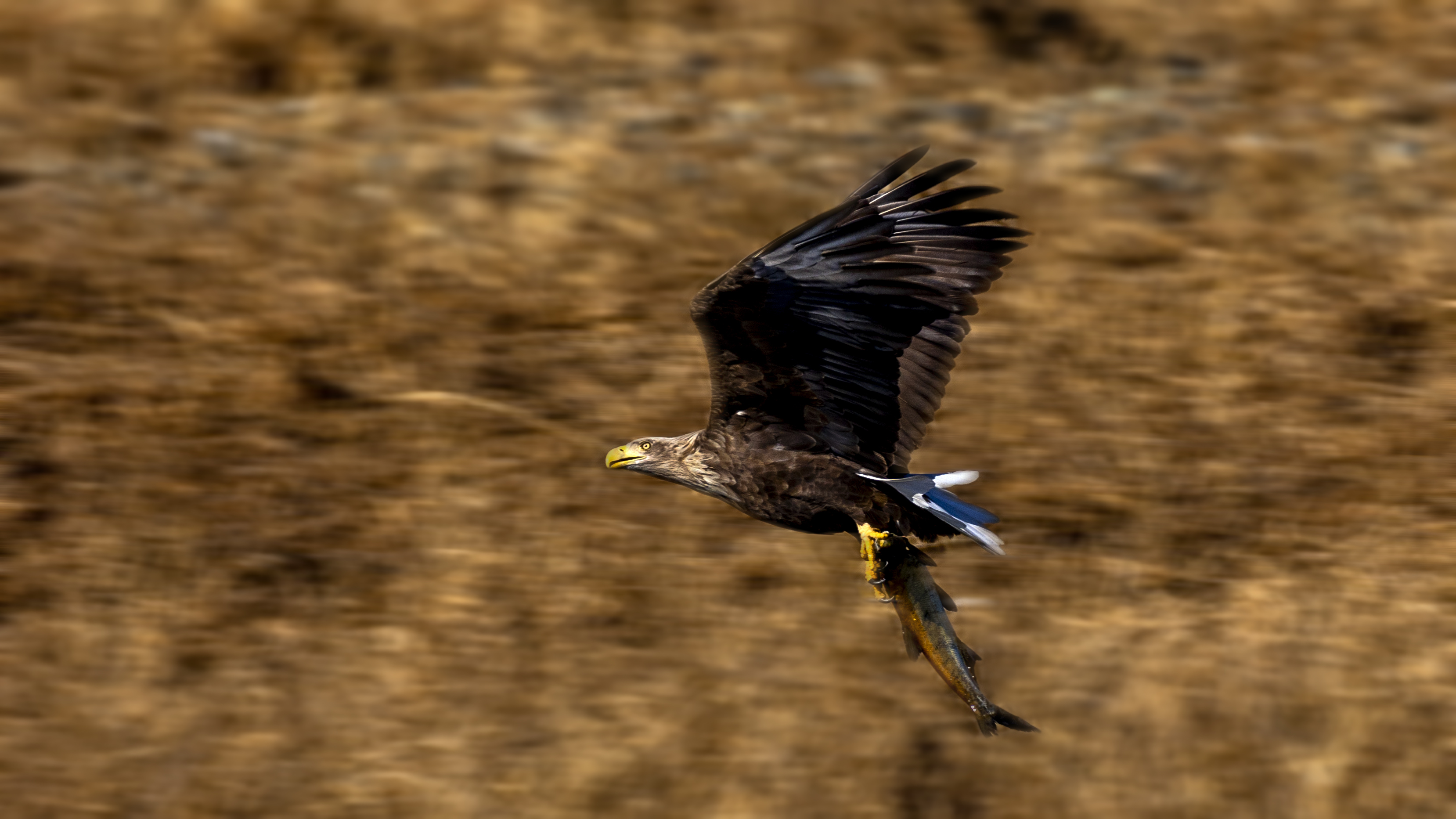 PHOTO BY  | Canon EOS R6 | 2024:01:22 12:35:21 | ISO-400 | 1/1600 sec | f 11 | 800 mm | EV=0 | ● WIDTH:3316 pixels  HEIGHT:1865 pixels