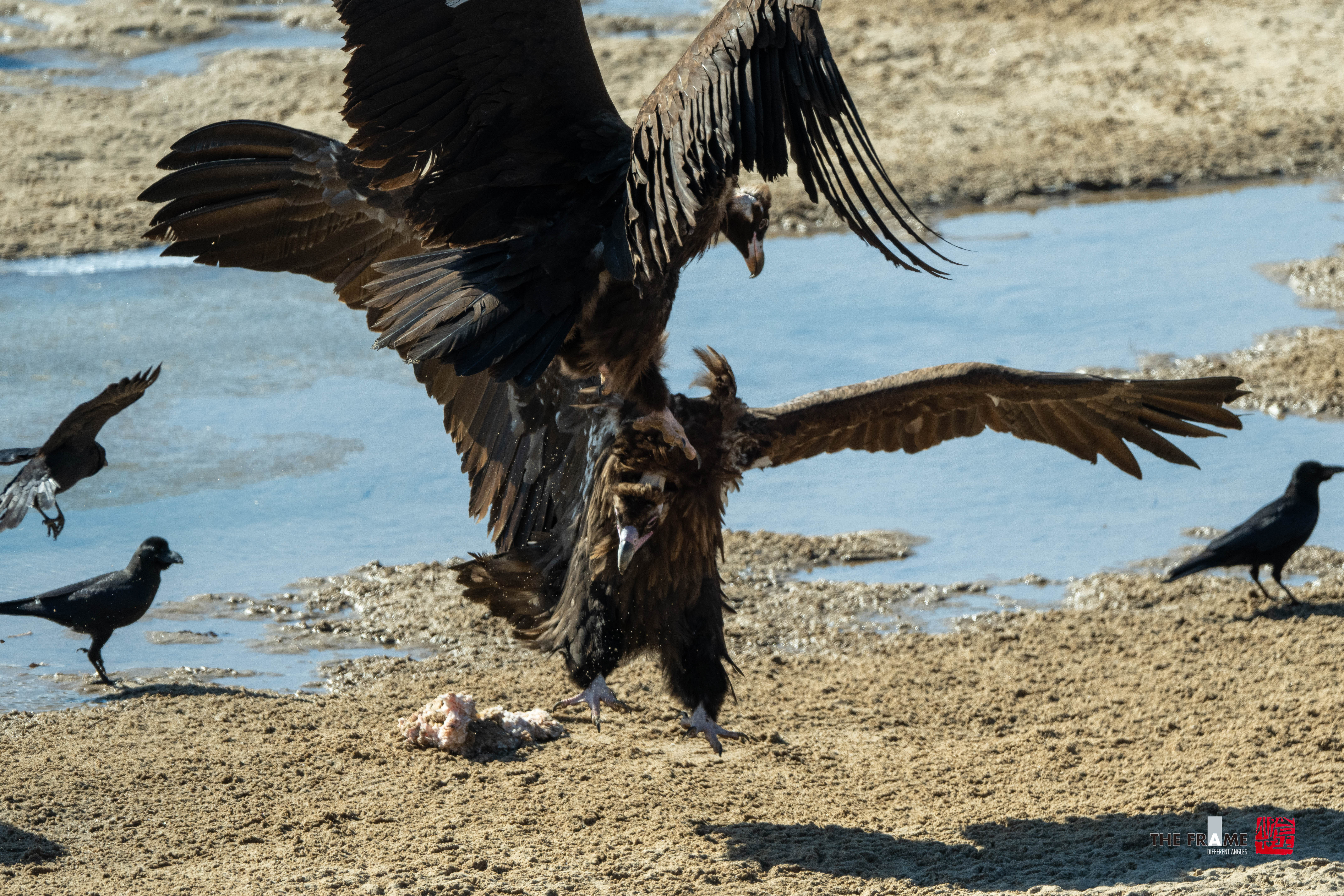 PHOTO BY  | NIKON Z 8 | 2024:01:23 13:33:52 | ISO-640 | 1/1600 sec | f 5.6 | 800 mm | EV=0.7 | ● WIDTH:  HEIGHT: