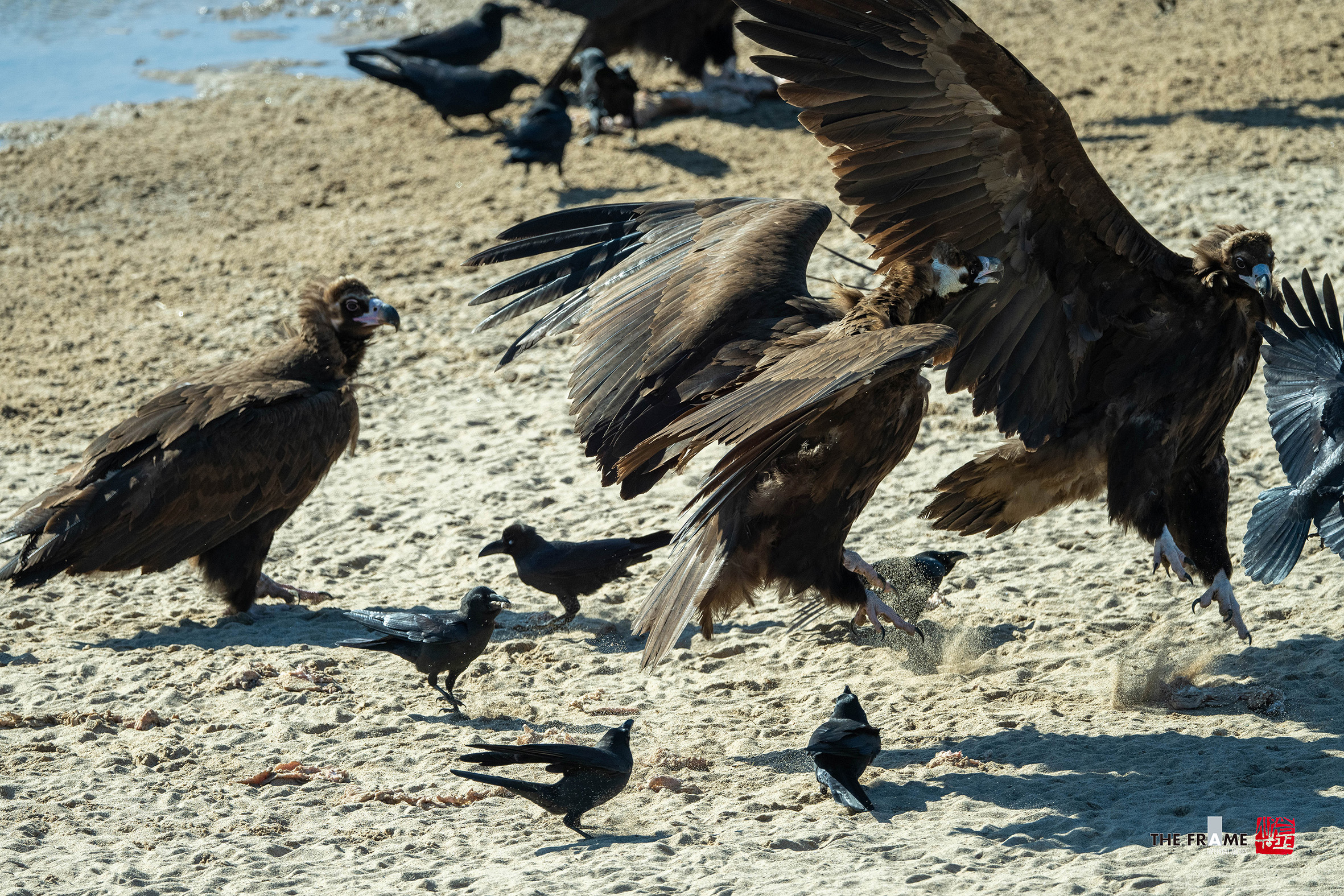 PHOTO BY  | NIKON Z 8 | 2024:01:23 13:29:40 | ISO-560 | 1/1600 sec | f 5.6 | 800 mm | EV=0.7 | ● WIDTH:2362 pixels  HEIGHT:1575 pixels