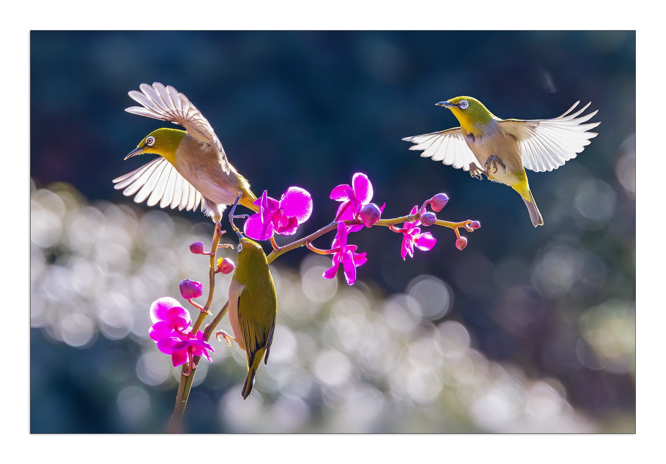 PHOTO BY  | Canon EOS R5 | 2024:01:26 14:56:13 | ISO-6400 | 1/3200 sec | f 7.1 | 363 mm | EV=-0.3 | ● WIDTH:2200 pixels  HEIGHT:1533 pixels