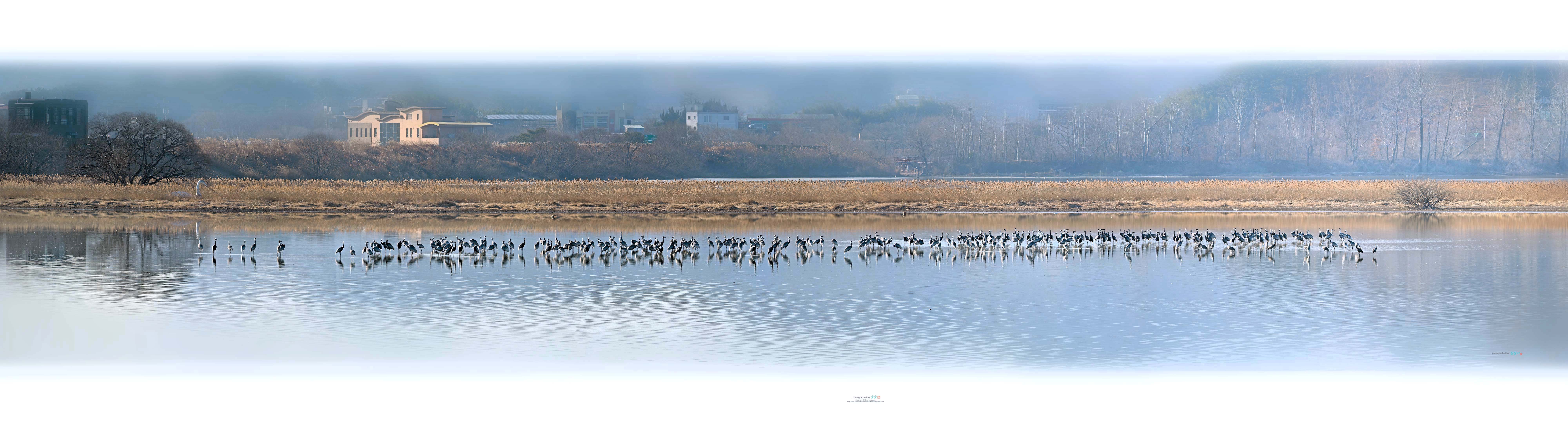 PHOTO BY Mhs | NIKON D810 | 2022:01:06 10:31:51 | ISO-64 | 1/640 sec | f 5.3 | 360 mm | EV=-0.3 | ● WIDTH:8000 pixels  HEIGHT:2202 pixels