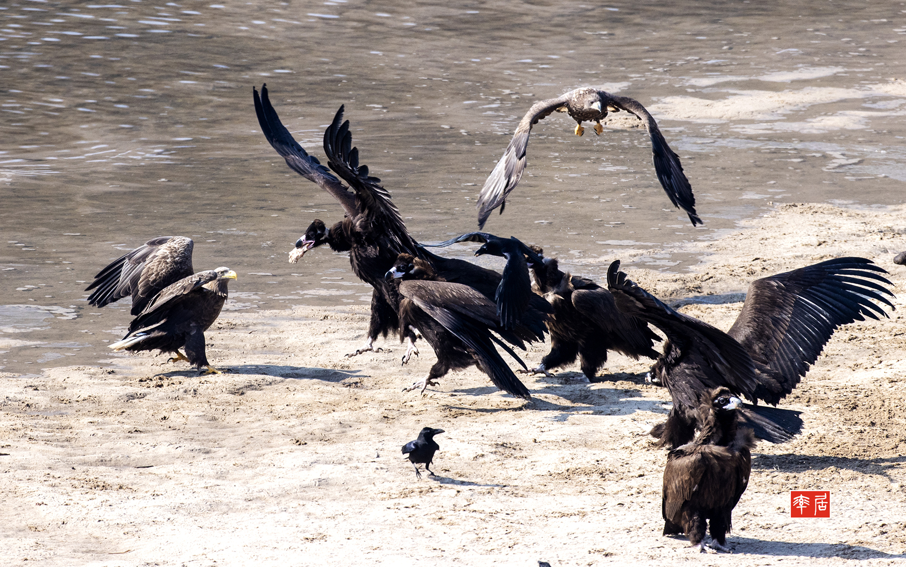 PHOTO BY changickheun | Canon EOS-1D X Mark III | 2024:01:30 12:30:47 | ISO-800 | 1/1600 sec | f 8 | 600 mm | EV=0 | ● WIDTH:1800 pixels  HEIGHT:1127 pixels