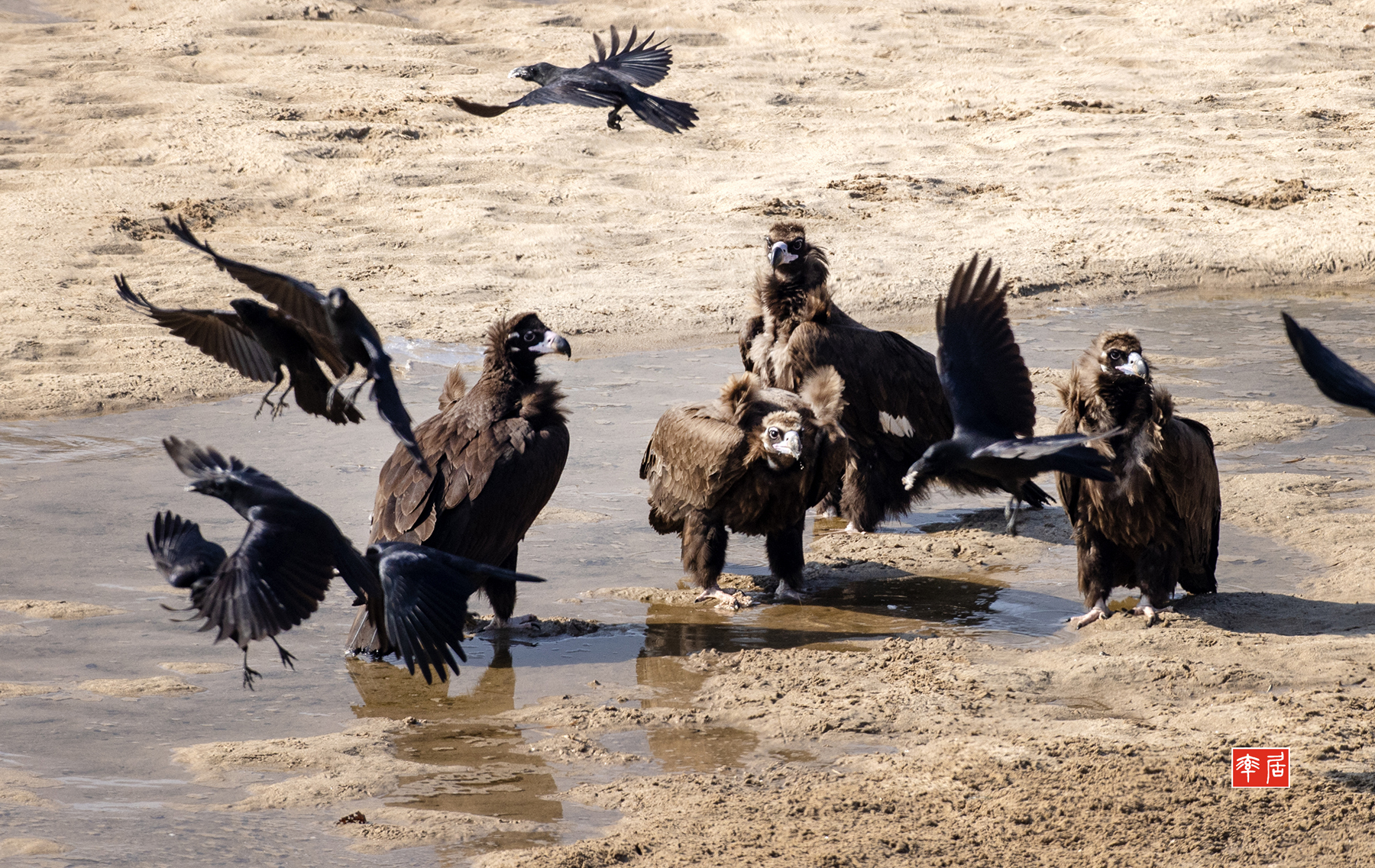 PHOTO BY changickheun | Canon EOS-1D X Mark III | 2024:01:30 12:44:45 | ISO-800 | 1/1600 sec | f 8 | 600 mm | EV=0 | ● WIDTH:1800 pixels  HEIGHT:1137 pixels