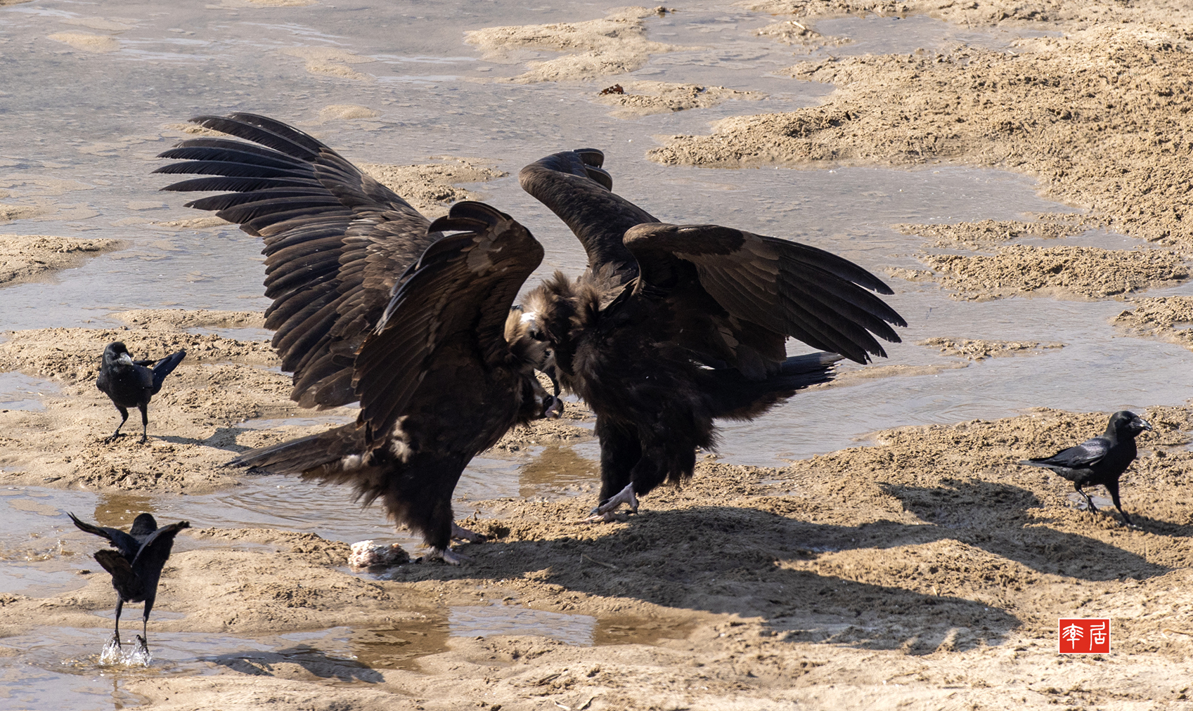 PHOTO BY changickheun | Canon EOS-1D X Mark III | 2024:01:30 12:47:59 | ISO-800 | 1/1600 sec | f 8 | 600 mm | EV=0 | ● WIDTH:1697 pixels  HEIGHT:1012 pixels