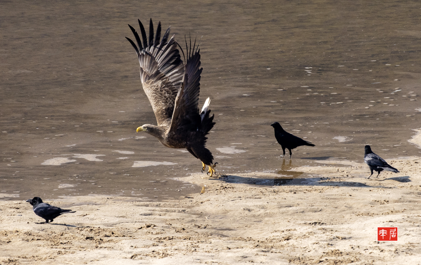 PHOTO BY changickheun | Canon EOS-1D X Mark III | 2024:01:30 13:12:09 | ISO-800 | 1/2000 sec | f 8 | 600 mm | EV=0 | ● WIDTH:1626 pixels  HEIGHT:1026 pixels