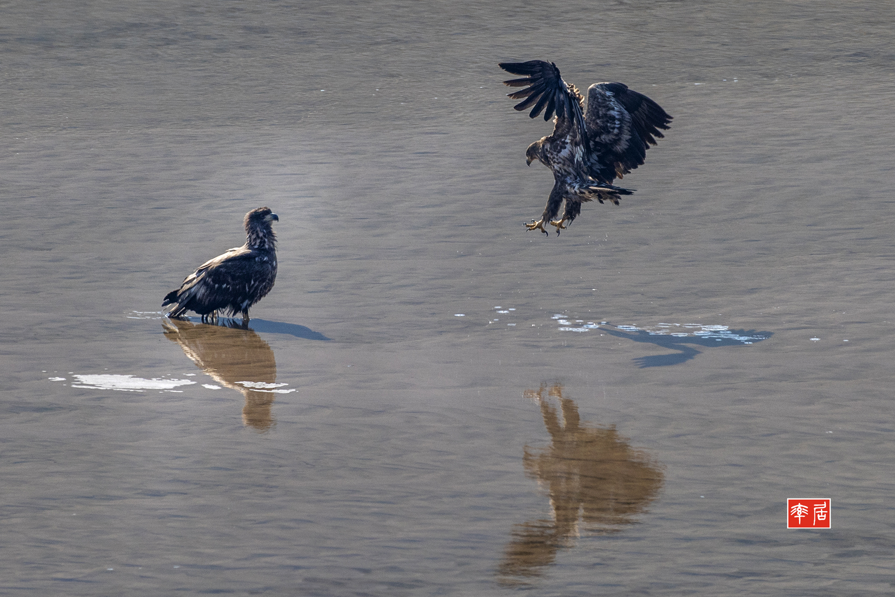 PHOTO BY changickheun | Canon EOS-1D X Mark III | 2024:01:30 13:30:24 | ISO-800 | 1/2000 sec | f 8 | 600 mm | EV=0 | ● WIDTH:1800 pixels  HEIGHT:1202 pixels