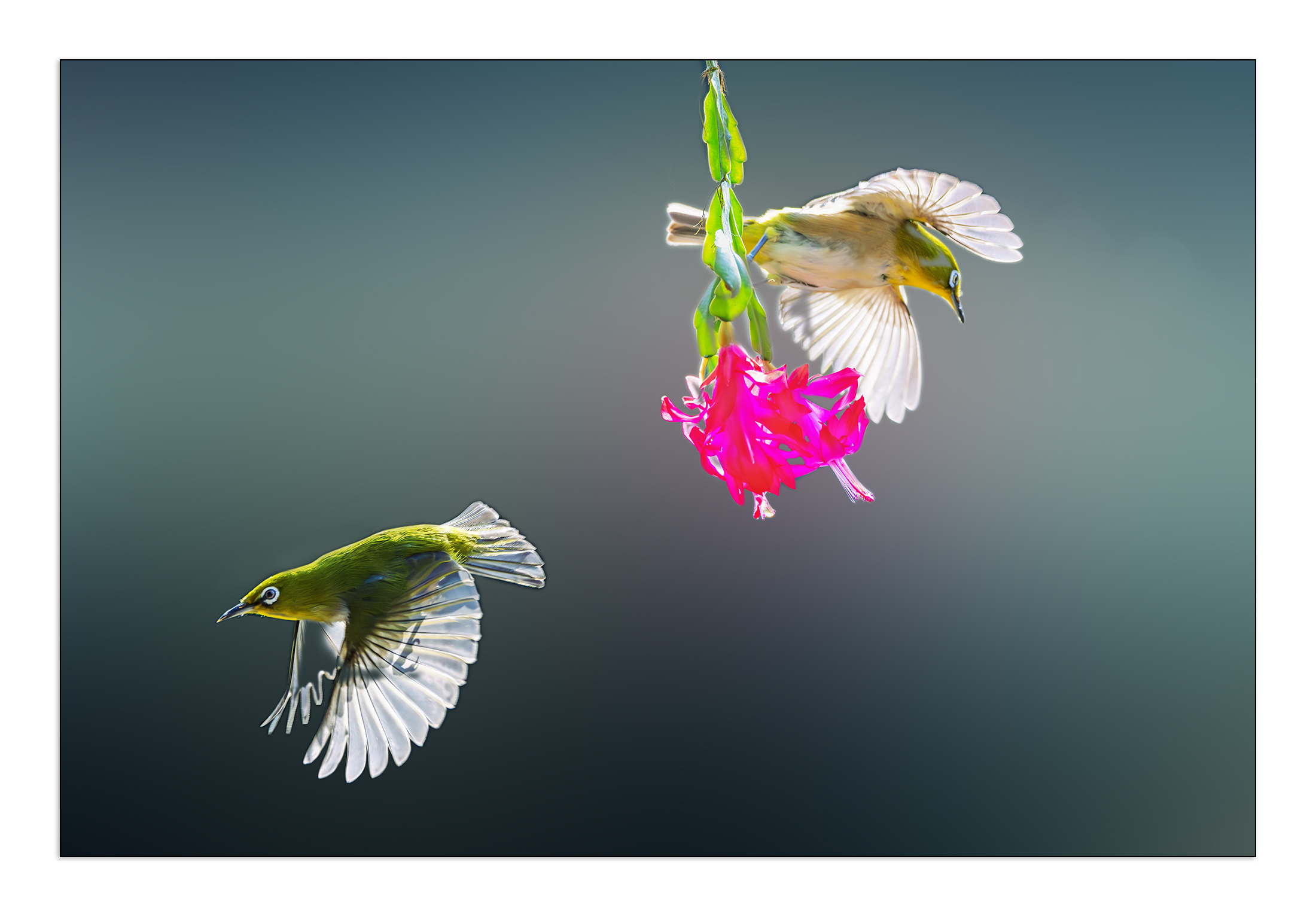 PHOTO BY  | Canon EOS R5 | 2024:01:30 14:36:56 | ISO-1000 | 1/3200 sec | f 5.6 | 324 mm | EV=-0.3 | ● WIDTH:2200 pixels  HEIGHT:1533 pixels