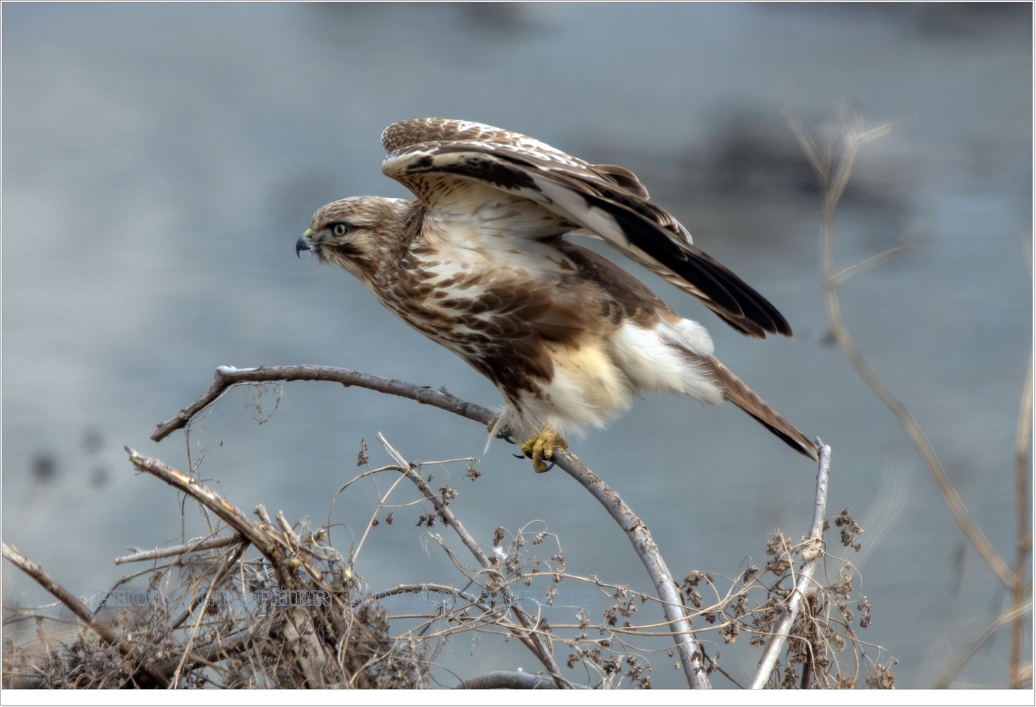 PHOTO BY  | NIKON D850 | 2024:01:31 10:04:27 | ISO-640 | 1/1600 sec | f 7.1 | 850 mm | EV=0 | ● WIDTH:4120 pixels  HEIGHT:2747 pixels