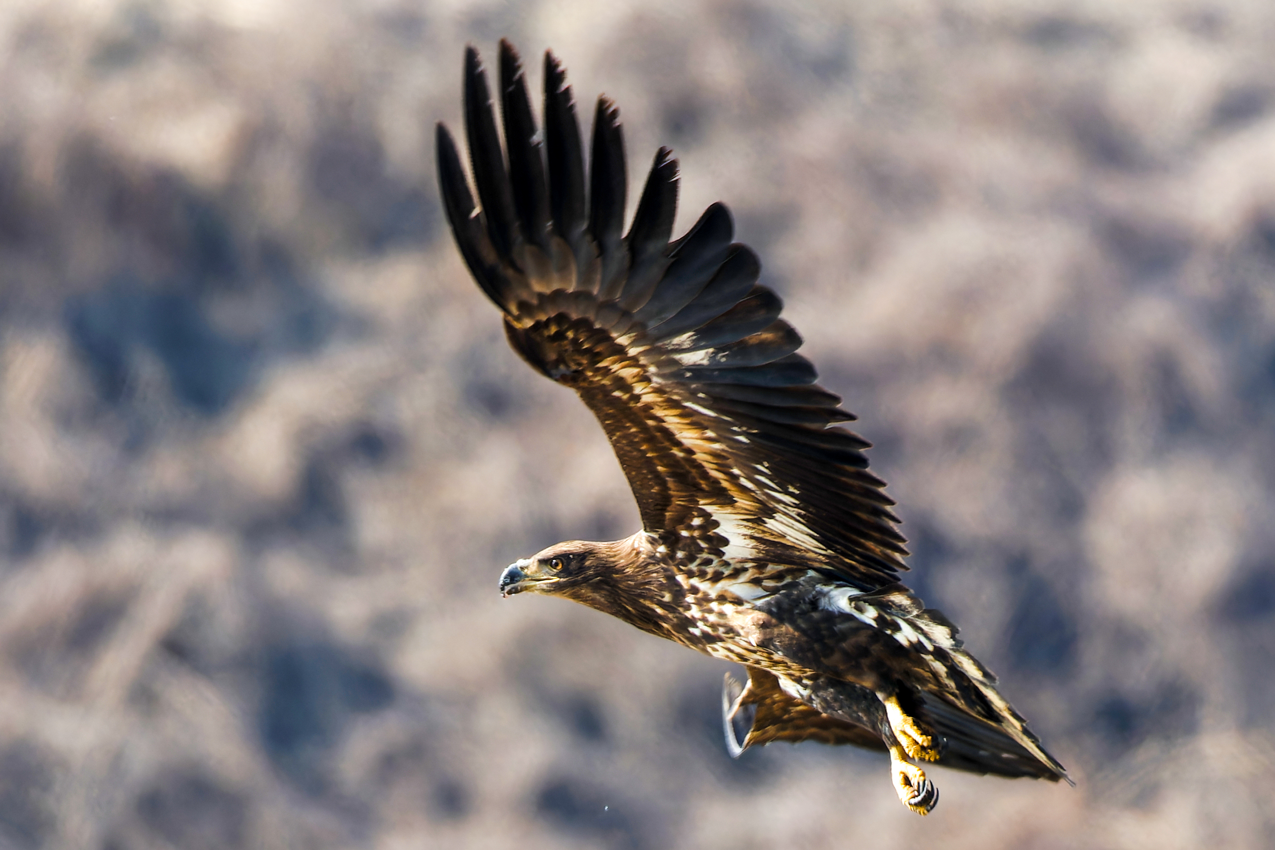 PHOTO BY  | Canon EOS R6 | 2024:01:30 12:16:32 | ISO-800 | 1/1250 sec | f 10 | 800 mm | EV=0 | ● WIDTH:2529 pixels  HEIGHT:1686 pixels