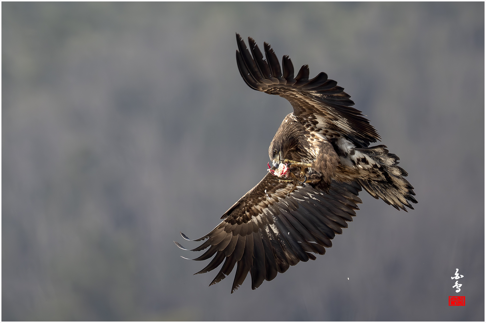 PHOTO BY  | NIKON Z 9 | 2024:01:30 11:58:58 | ISO-640 | 1/2000 sec | f 7.1 | 840 mm | EV=-0.7 | ● WIDTH:1700 pixels  HEIGHT:1133 pixels