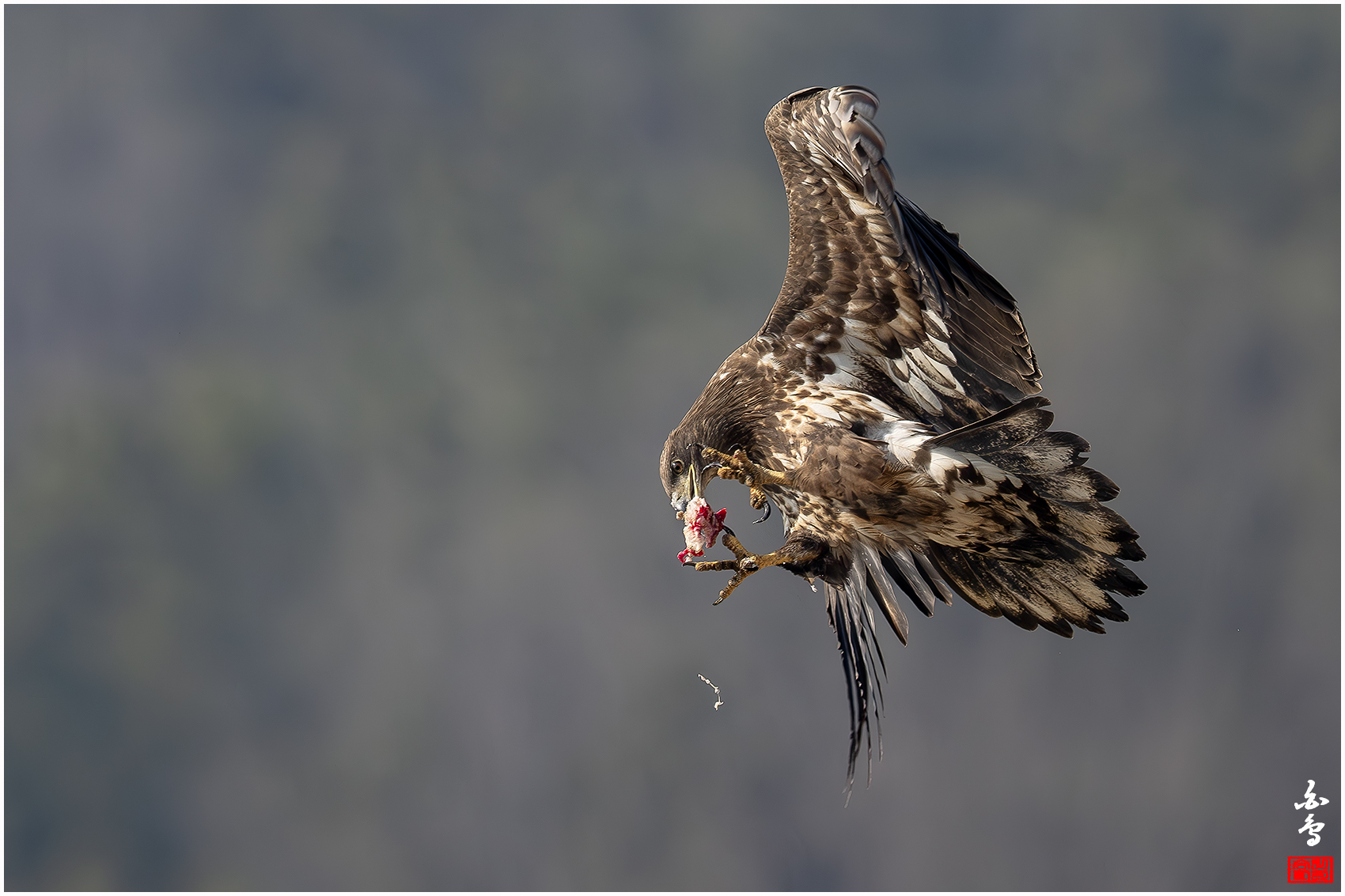 PHOTO BY  | NIKON Z 9 | 2024:01:30 11:58:58 | ISO-640 | 1/2500 sec | f 7.1 | 840 mm | EV=-0.7 | ● WIDTH:1700 pixels  HEIGHT:1133 pixels