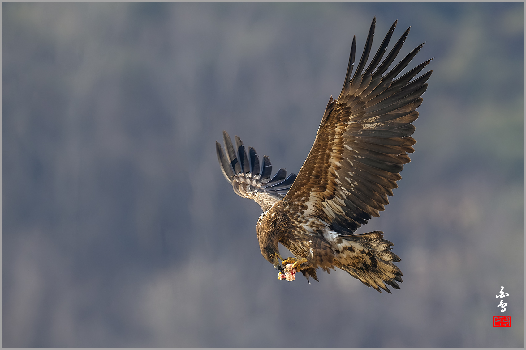 PHOTO BY  | NIKON Z 9 | 2024:01:30 11:58:58 | ISO-640 | 1/2000 sec | f 7.1 | 840 mm | EV=-0.7 | ● WIDTH:1700 pixels  HEIGHT:1133 pixels