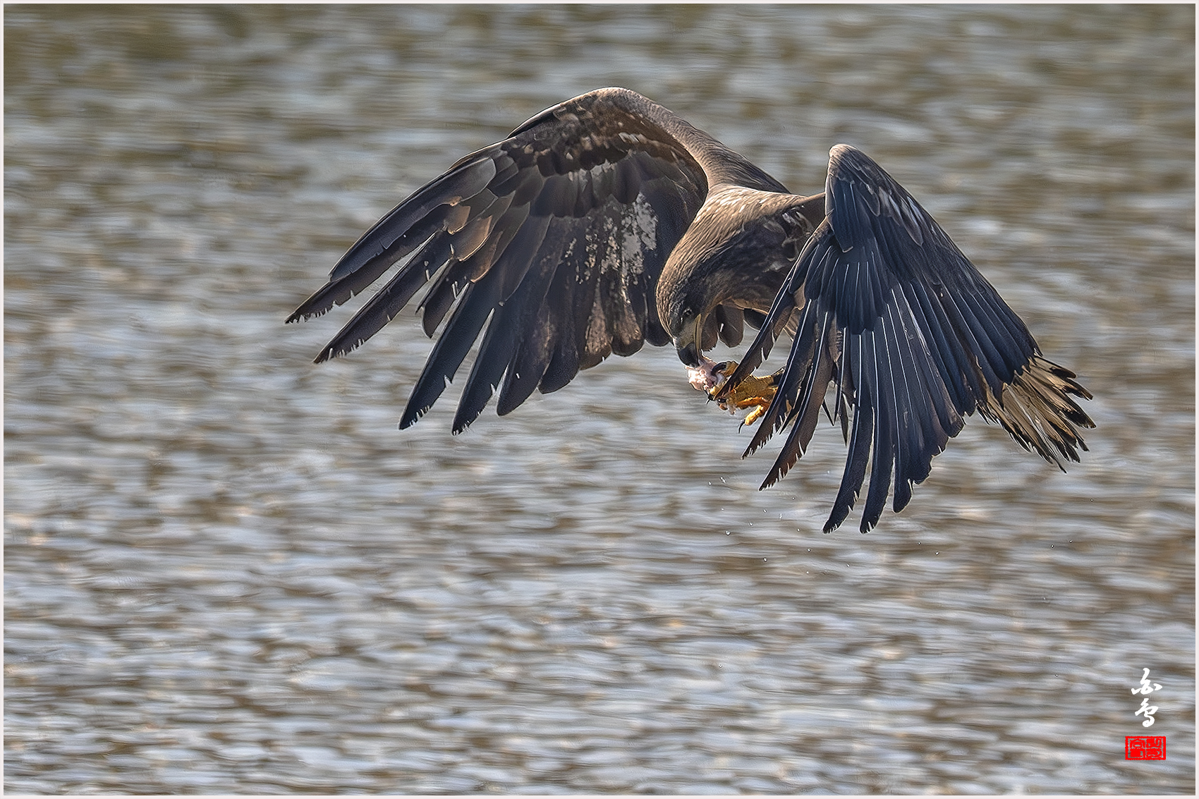 PHOTO BY  | NIKON Z 9 | 2024:01:30 12:55:53 | ISO-640 | 1/4000 sec | f 7.1 | 840 mm | EV=-0.7 | ● WIDTH:1700 pixels  HEIGHT:1133 pixels