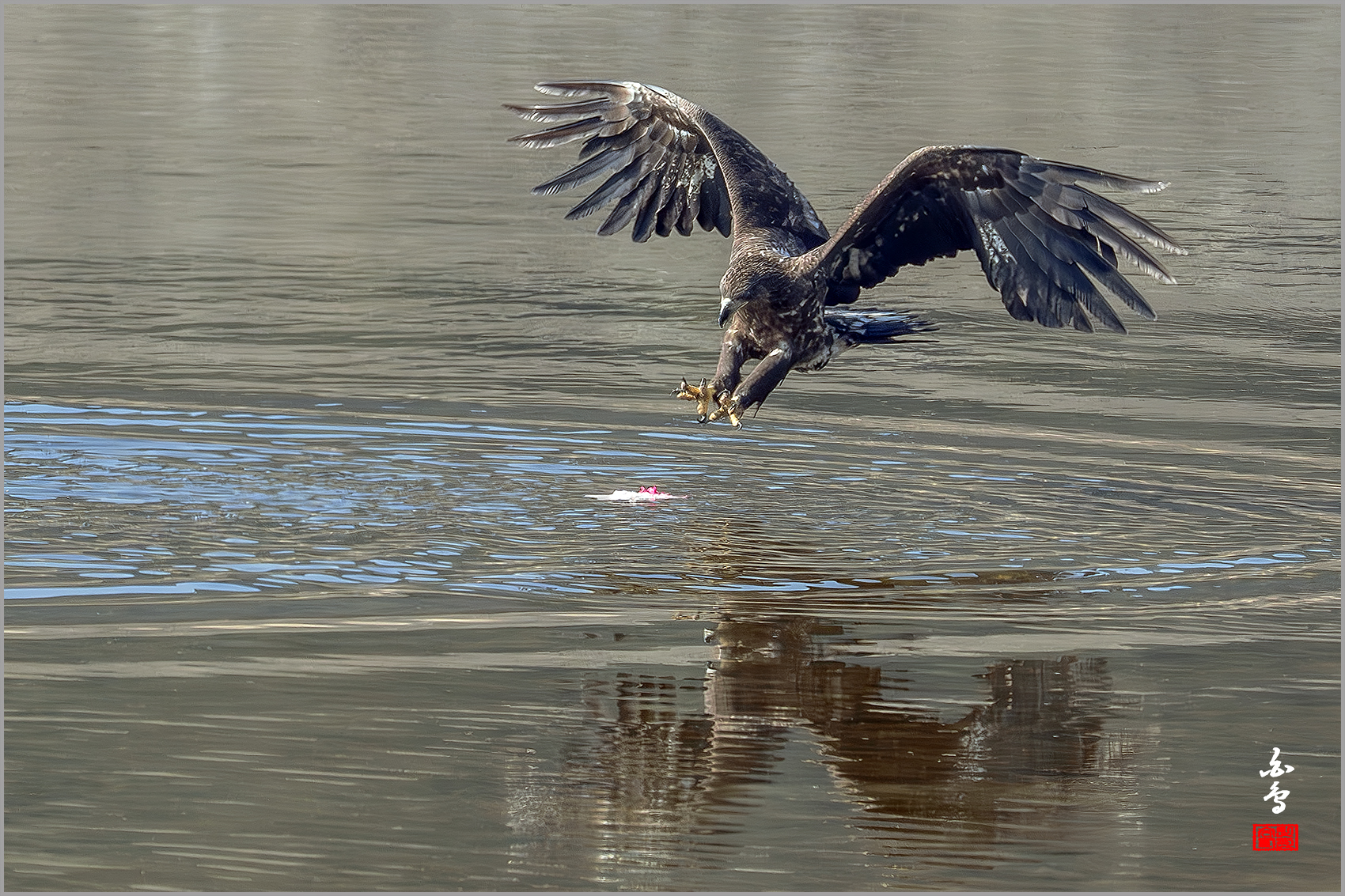 PHOTO BY  | NIKON Z 9 | 2024:01:30 12:23:37 | ISO-640 | 1/2000 sec | f 7.1 | 840 mm | EV=-0.3 | ● WIDTH:1700 pixels  HEIGHT:1133 pixels