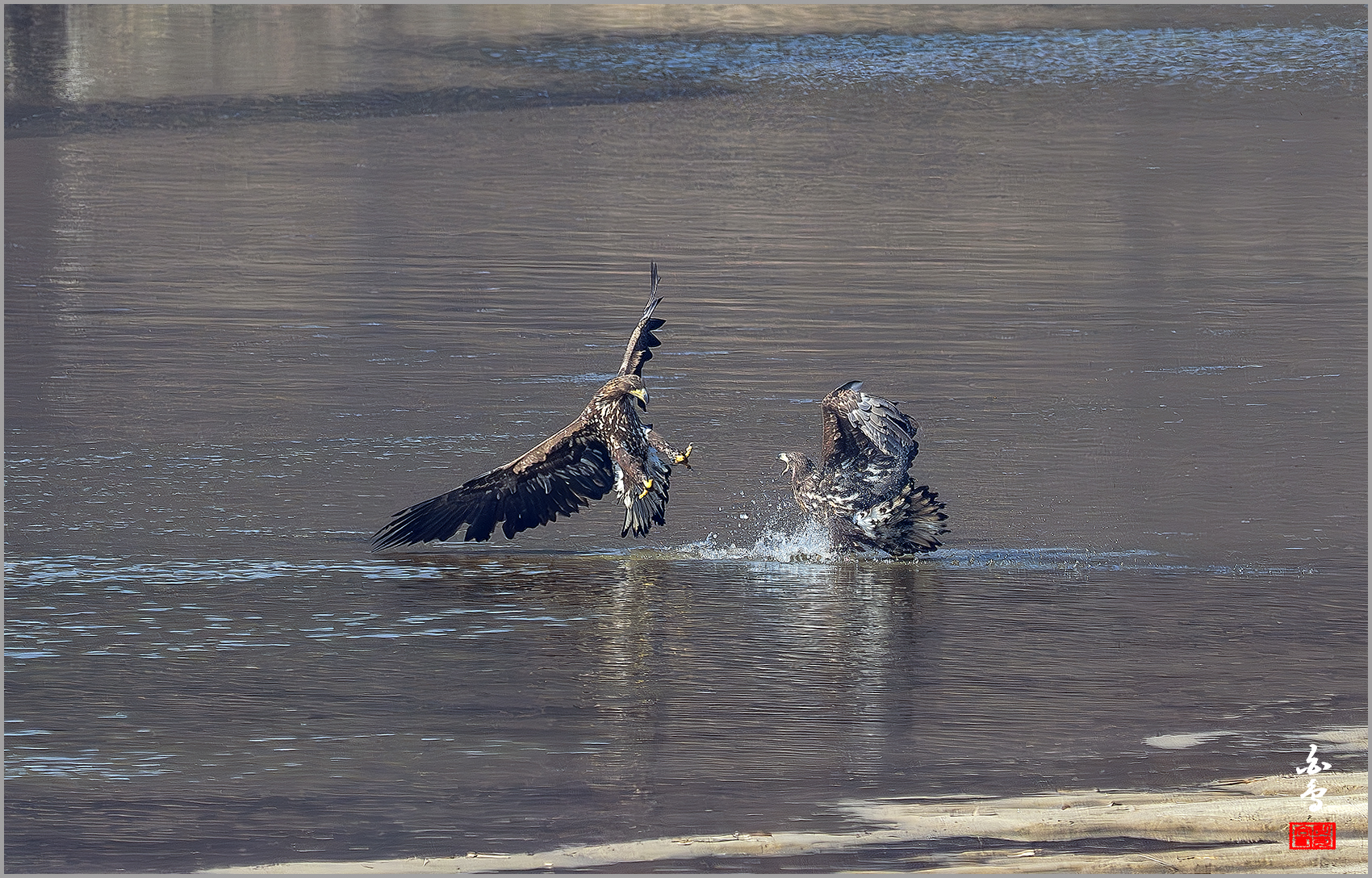 PHOTO BY  | NIKON Z 9 | 2024:01:30 12:24:10 | ISO-640 | 1/2500 sec | f 7.1 | 840 mm | EV=-0.3 | ● WIDTH:1700 pixels  HEIGHT:1088 pixels