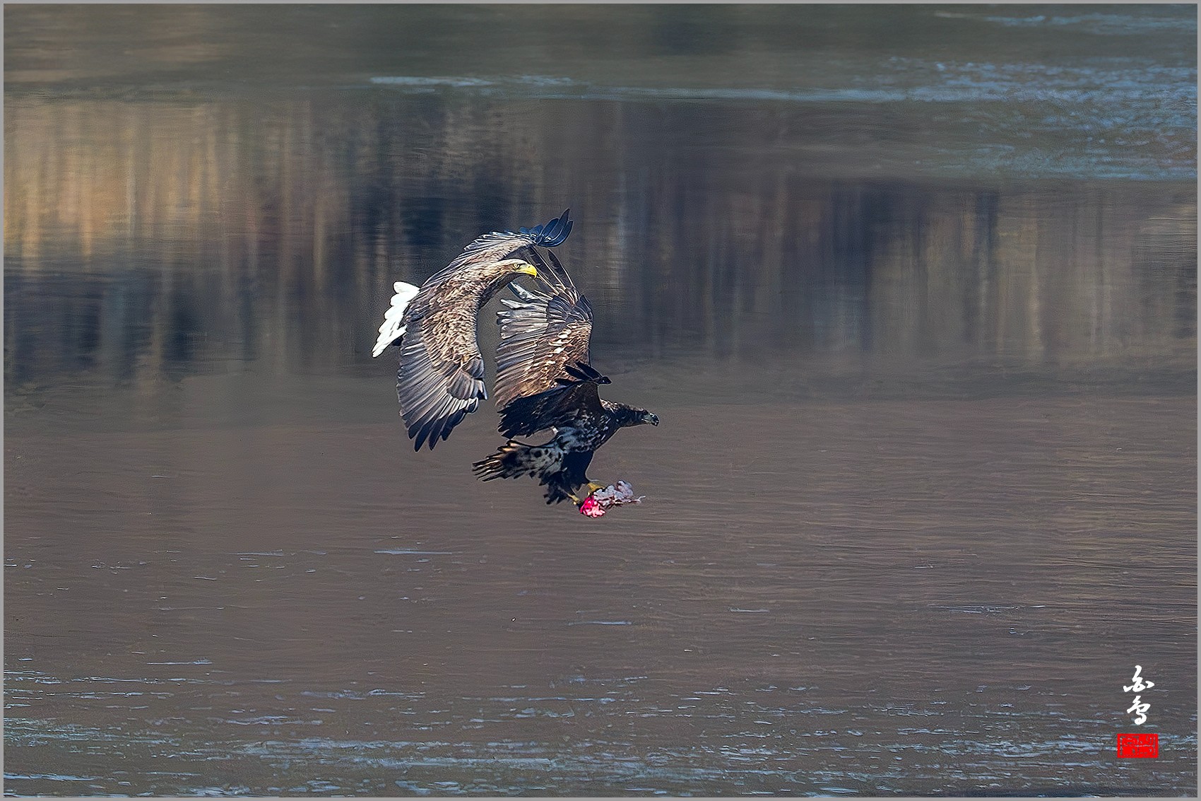 PHOTO BY  | NIKON Z 9 | 2024:01:30 12:24:08 | ISO-640 | 1/2500 sec | f 7.1 | 840 mm | EV=-0.3 | ● WIDTH:0 pixels  HEIGHT:0 pixels