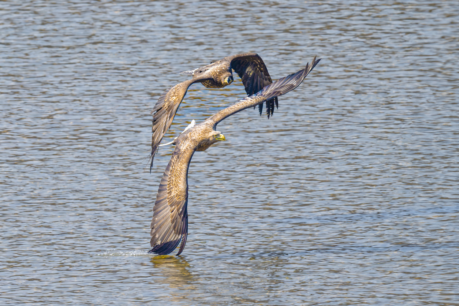 PHOTO BY park haesig | NIKON Z 9 | 2024:01:30 12:48:02 | ISO-1250 | 1/2000 sec | f 8 | 840 mm | EV=0 | ● WIDTH:1500 pixels  HEIGHT:1000 pixels