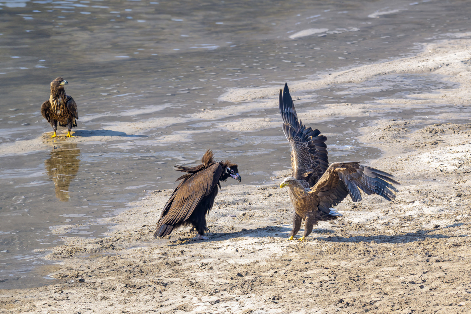 PHOTO BY park haesig | NIKON Z 9 | 2024:01:30 12:50:27 | ISO-1100 | 1/2000 sec | f 8 | 840 mm | EV=0 | ● WIDTH:1500 pixels  HEIGHT:1000 pixels