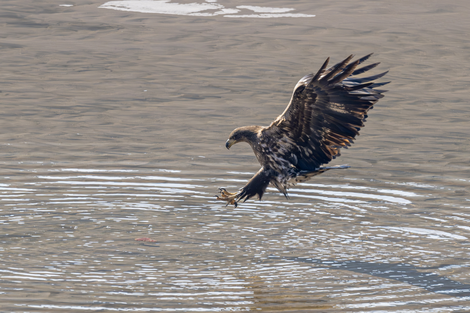 PHOTO BY park haesig | NIKON Z 9 | 2024:01:30 13:08:21 | ISO-900 | 1/2000 sec | f 8 | 600 mm | EV=0 | ● WIDTH:1500 pixels  HEIGHT:1000 pixels