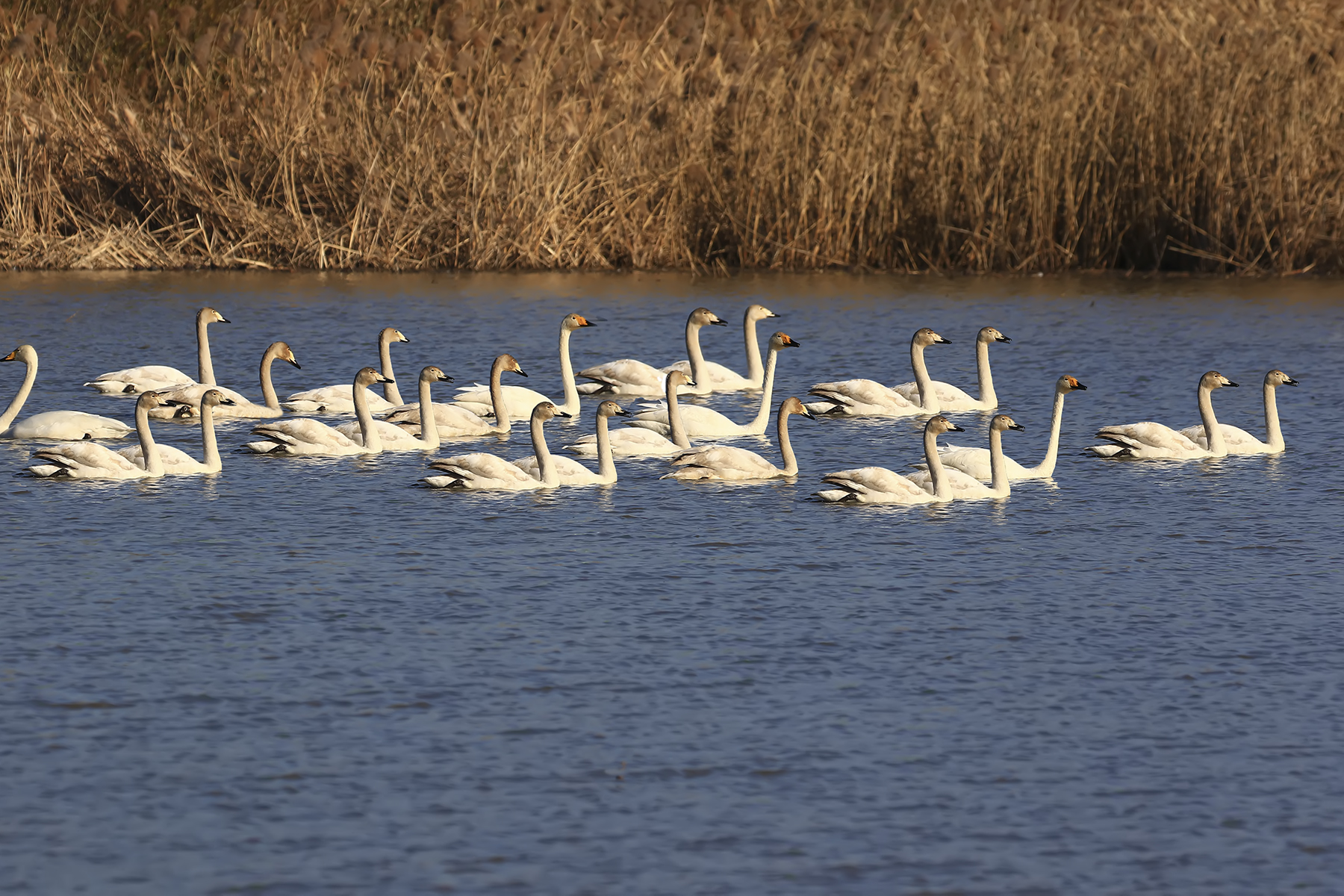 PHOTO BY WO2YA LAB | Canon EOS-1D X Mark II | 2024:01:15 15:59:29 | ISO-3200 | 1/2000 sec | f 14 | 286 mm | EV=0 | ● WIDTH:1800 pixels  HEIGHT:1200 pixels