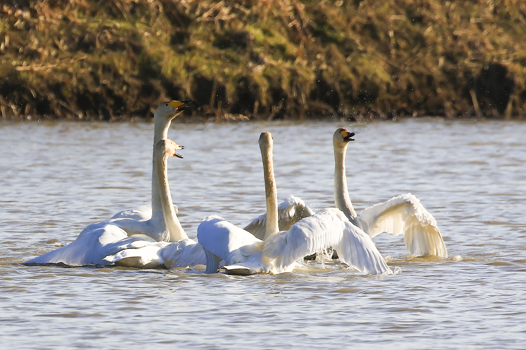 PHOTO BY WO2YA LAB | Canon EOS-1D X Mark II | 2024:01:15 15:59:29 | ISO-3200 | 1/2000 sec | f 14 | 286 mm | EV=0 | ● WIDTH:1800 pixels  HEIGHT:1200 pixels