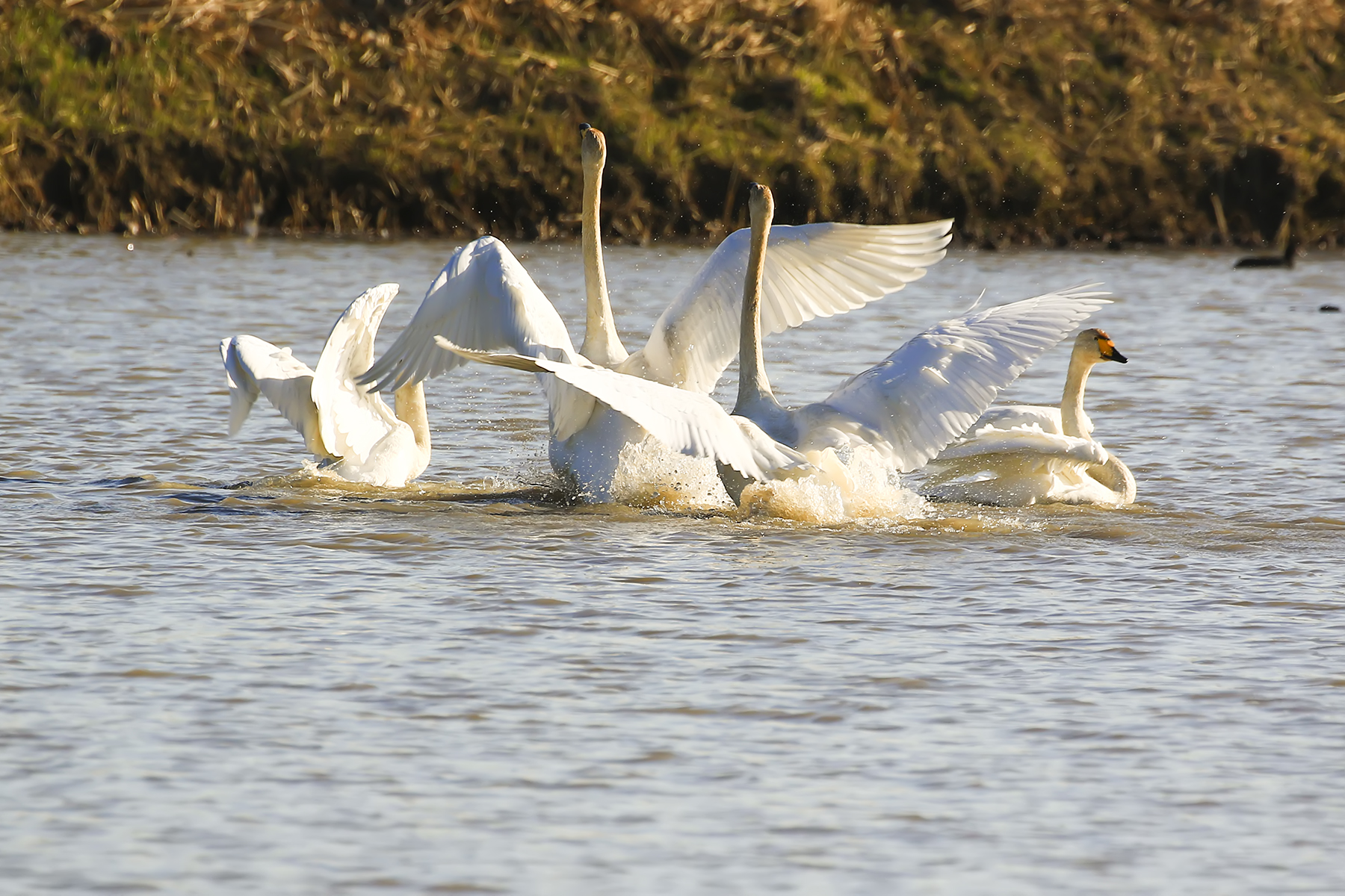 PHOTO BY WO2YA LAB | Canon EOS-1D X Mark II | 2024:01:15 15:59:29 | ISO-3200 | 1/2000 sec | f 14 | 286 mm | EV=0 | ● WIDTH:1800 pixels  HEIGHT:1200 pixels