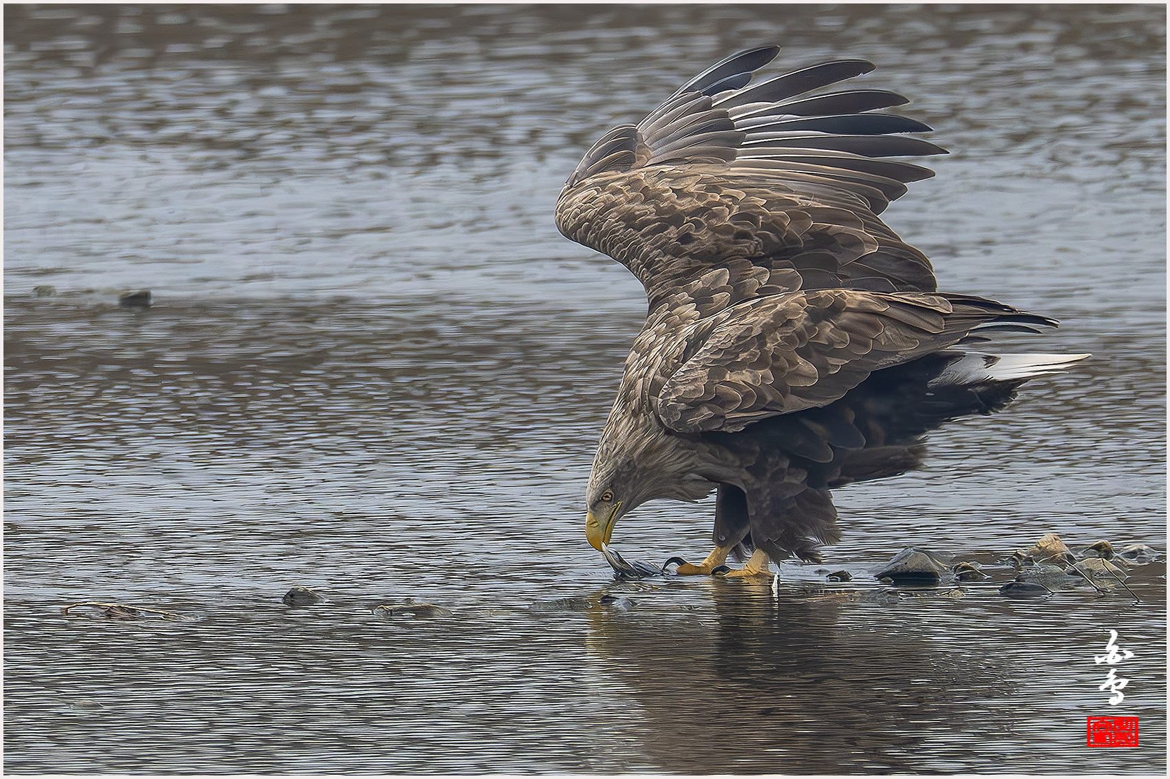 PHOTO BY  | NIKON Z 9 | 2024:02:01 10:41:35 | ISO-2500 | 1/2500 sec | f 8 | 1176 mm | EV=0.3 | ● WIDTH:1700 pixels  HEIGHT:1132 pixels