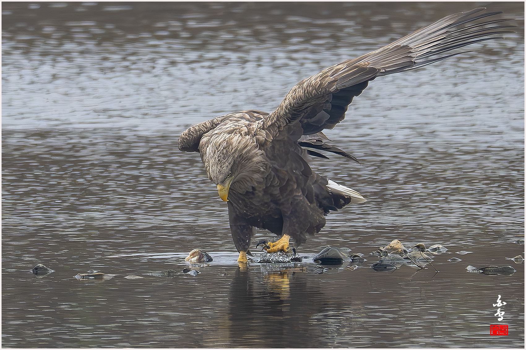 PHOTO BY  | NIKON Z 9 | 2024:02:01 10:42:37 | ISO-2500 | 1/2000 sec | f 8 | 1176 mm | EV=0.3 | ● WIDTH:1700 pixels  HEIGHT:1132 pixels