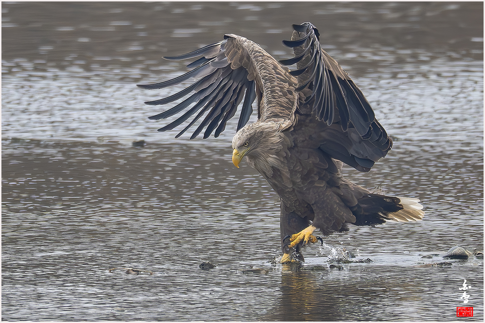 PHOTO BY  | NIKON Z 9 | 2024:02:01 10:43:25 | ISO-2500 | 1/2000 sec | f 8 | 1176 mm | EV=0.3 | ● WIDTH:1700 pixels  HEIGHT:1132 pixels