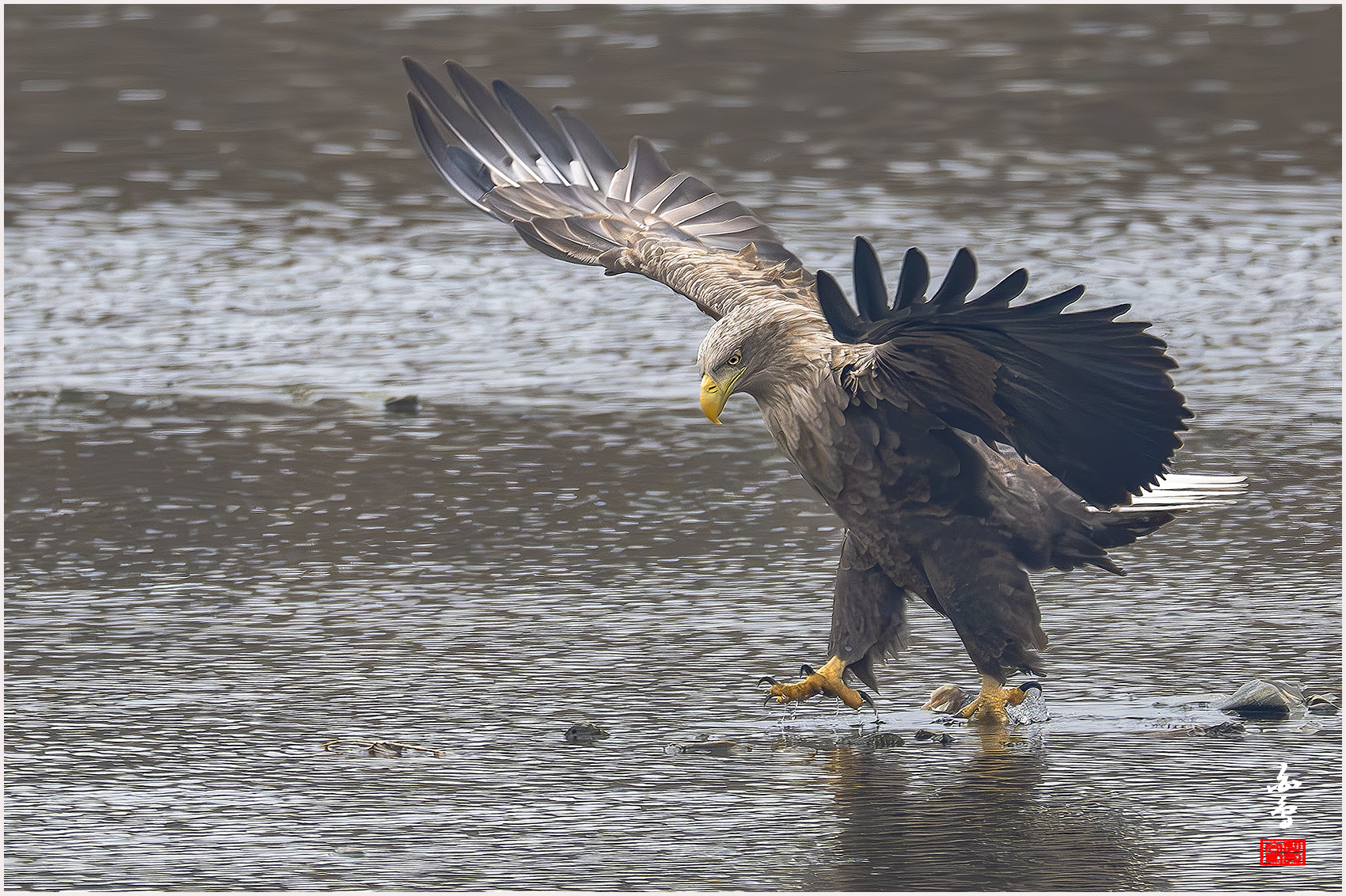 PHOTO BY  | NIKON Z 9 | 2024:02:01 10:43:25 | ISO-2500 | 1/2000 sec | f 8 | 1176 mm | EV=0.3 | ● WIDTH:1700 pixels  HEIGHT:1132 pixels