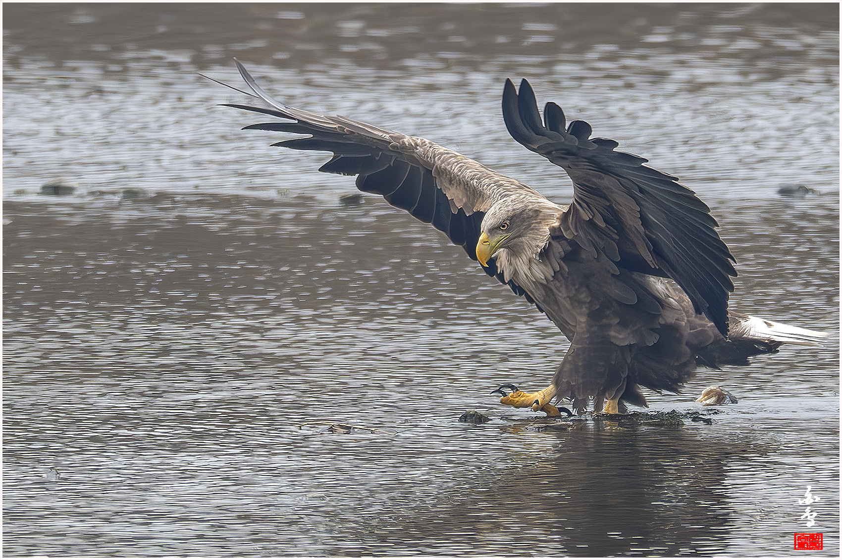 PHOTO BY  | NIKON Z 9 | 2024:02:01 10:43:26 | ISO-2500 | 1/2000 sec | f 8 | 1176 mm | EV=0.3 | ● WIDTH:1700 pixels  HEIGHT:1132 pixels