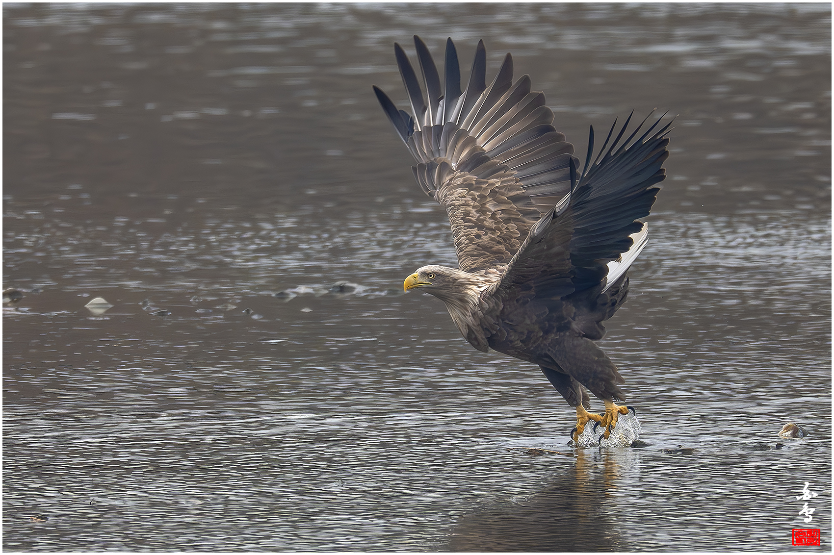 PHOTO BY  | NIKON Z 9 | 2024:02:01 10:43:48 | ISO-2500 | 1/2500 sec | f 8 | 1176 mm | EV=-0.3 | ● WIDTH:1700 pixels  HEIGHT:1132 pixels