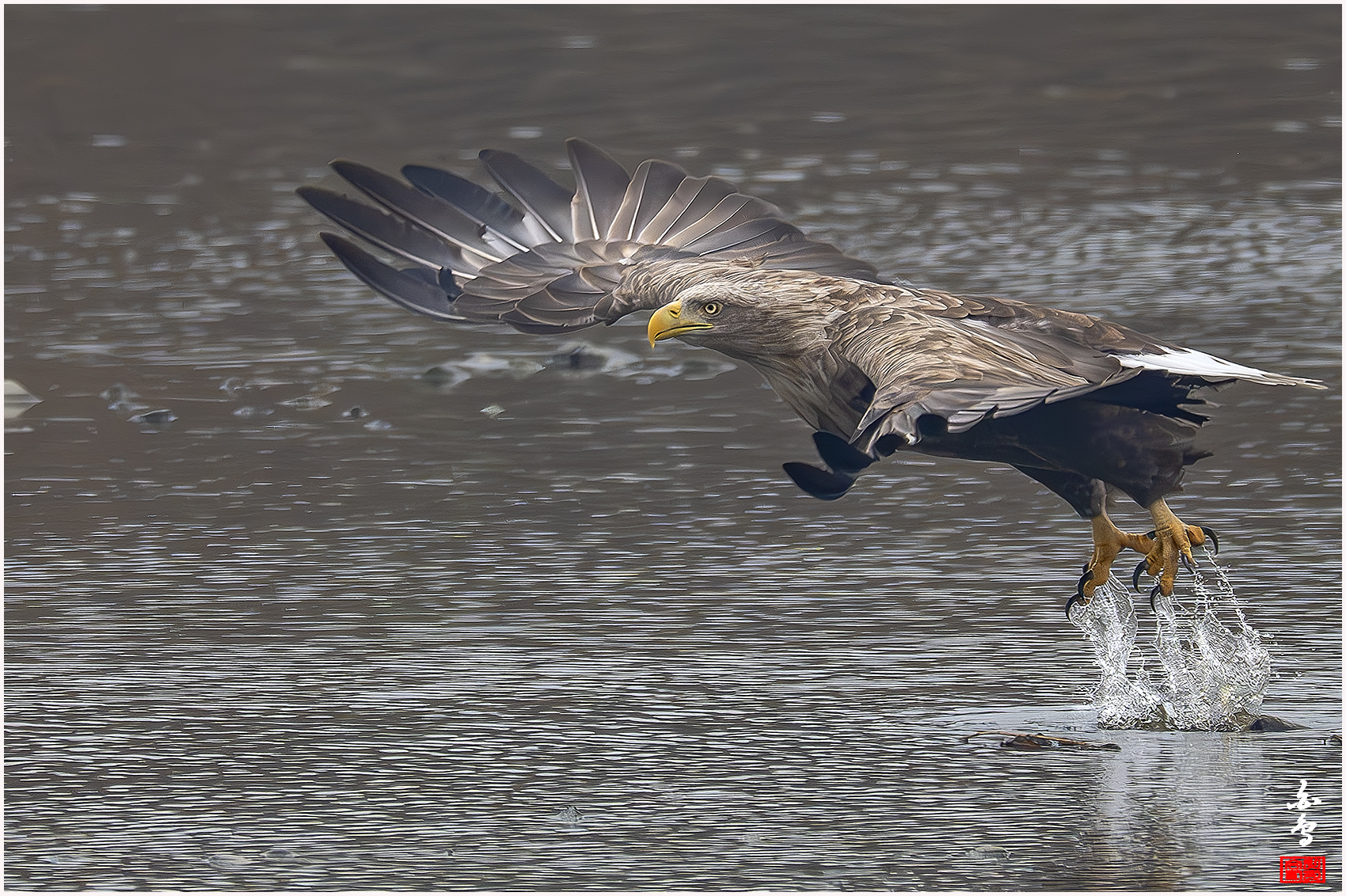 PHOTO BY  | NIKON Z 9 | 2024:02:01 10:43:48 | ISO-2500 | 1/2500 sec | f 8 | 1176 mm | EV=-0.3 | ● WIDTH:1700 pixels  HEIGHT:1132 pixels