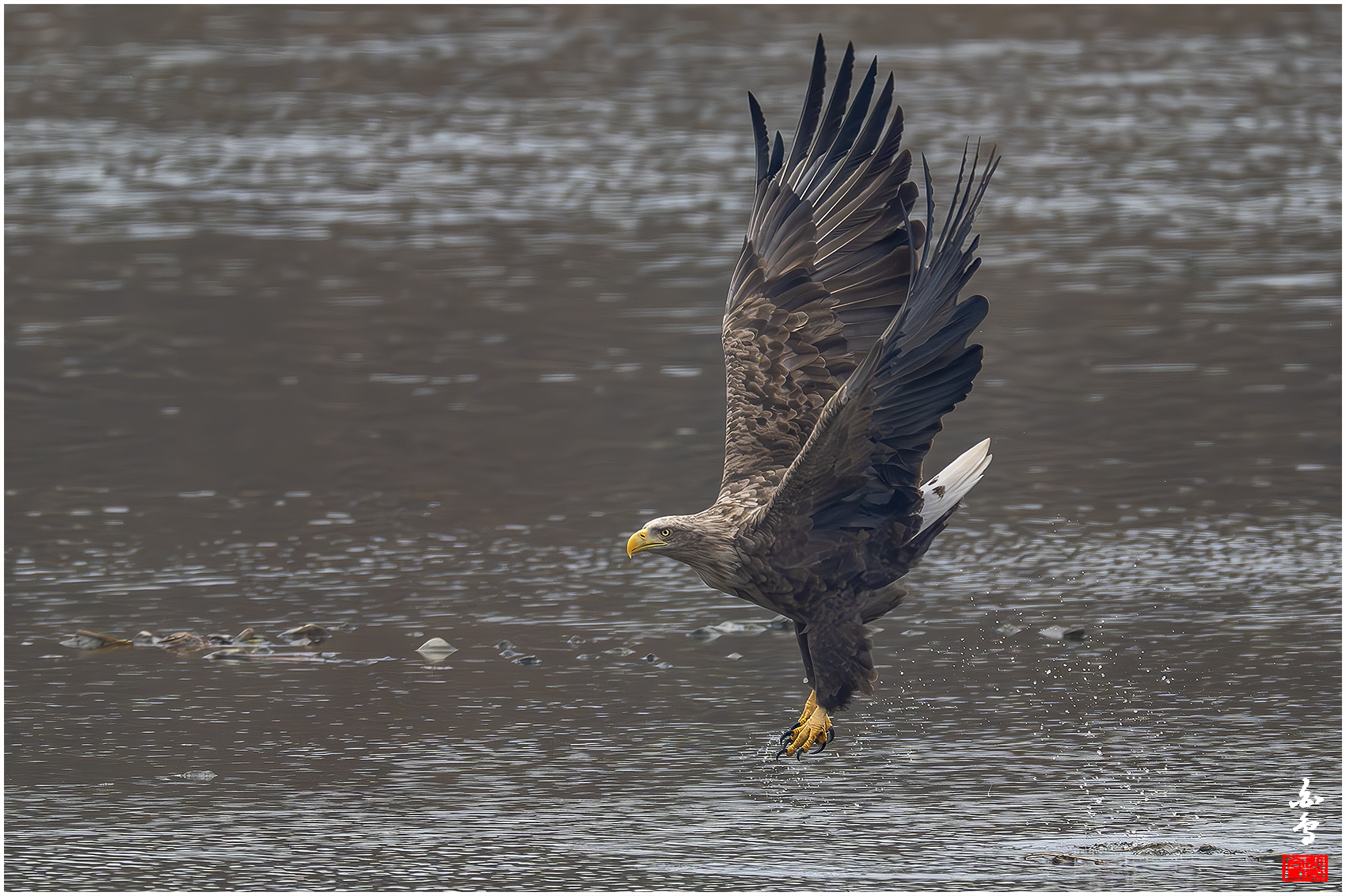 PHOTO BY  | NIKON Z 9 | 2024:02:01 10:43:49 | ISO-2500 | 1/2500 sec | f 8 | 1176 mm | EV=-0.3 | ● WIDTH:1700 pixels  HEIGHT:1132 pixels